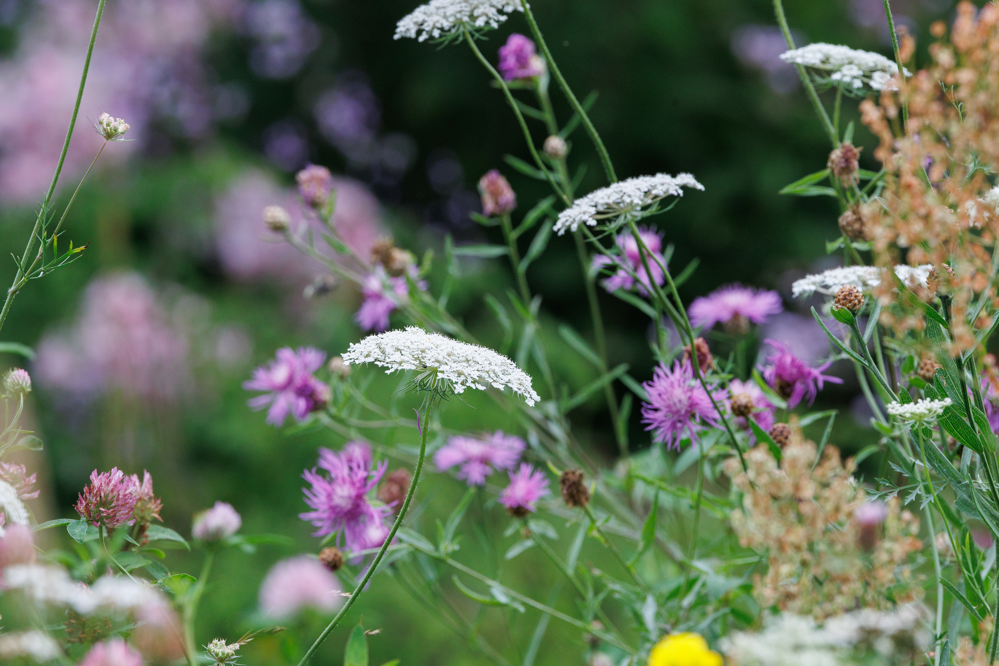 Vild med vilje. I haven