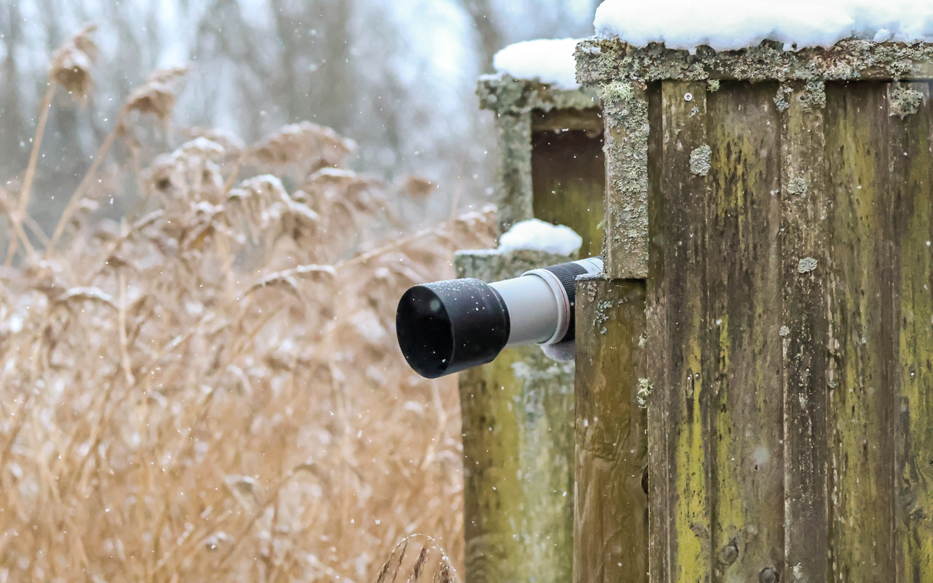 Flemming i skjul. Fotografering af skægmejser ved Lillesø (Lille Vildmose)