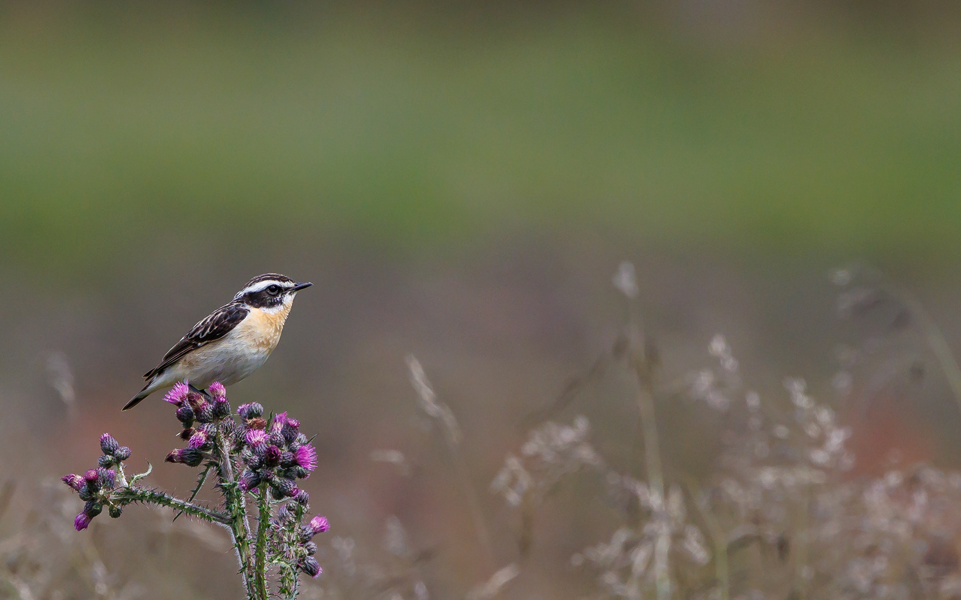 Bynkefugl. Gravlev Ådal