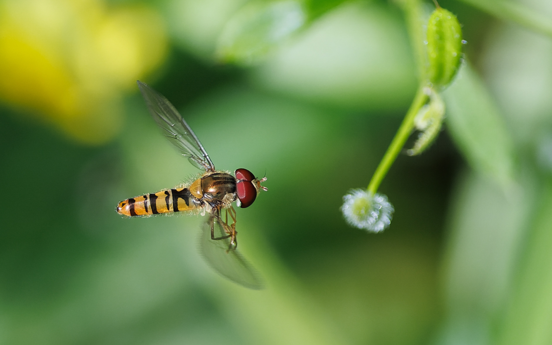 Dobbeltbåndet svirreflue