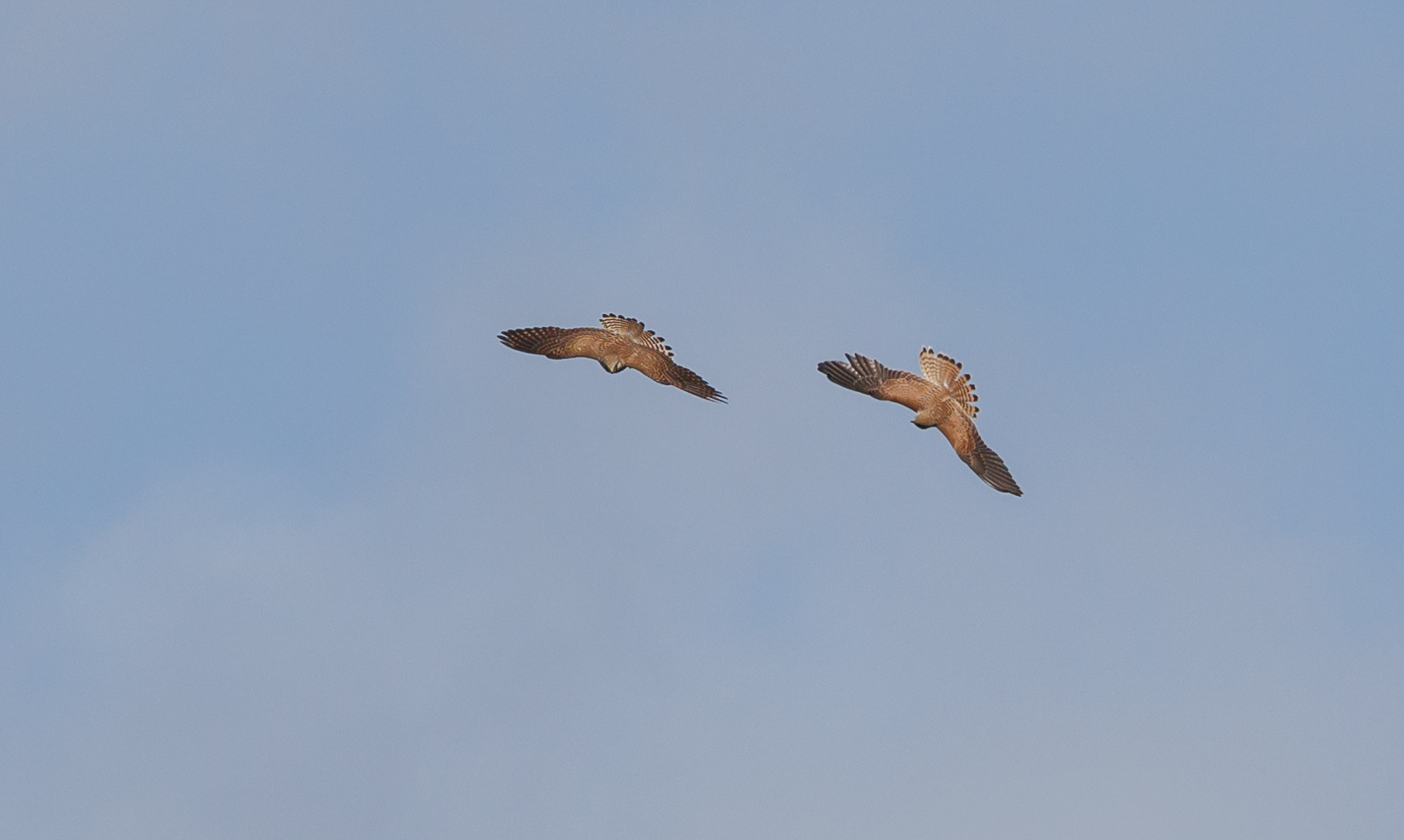 Tårnfalke i luftakrobatik. Rebild Bakker