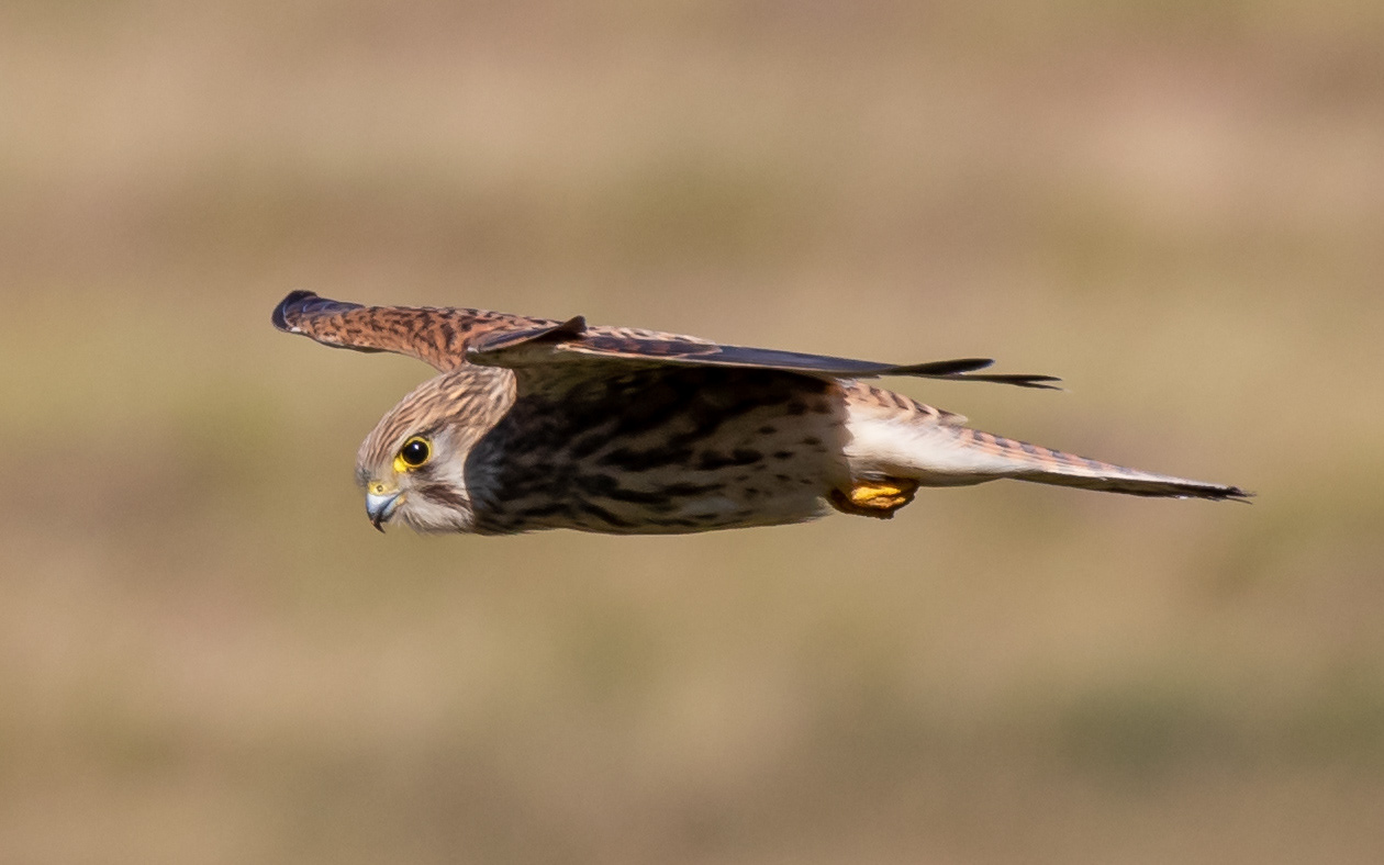 Tårnfalk hænger i luften over skrænten ved Sårup