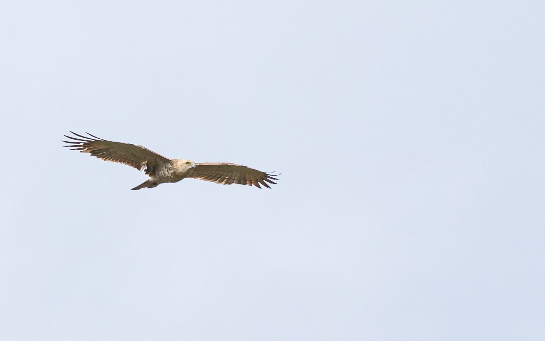 Slangeørn i Lille Vildmose