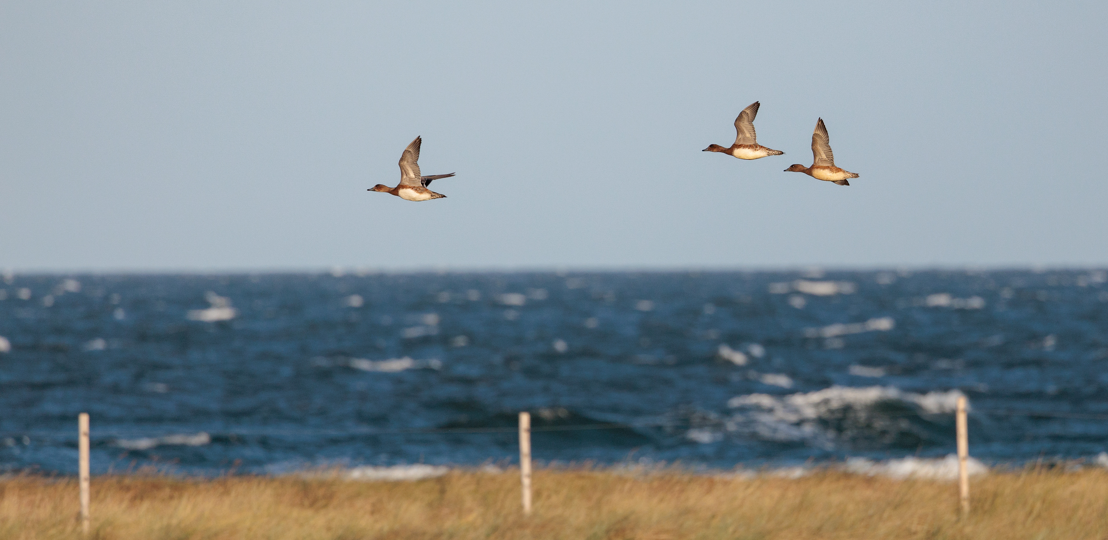 Pibeænder over Øresund
