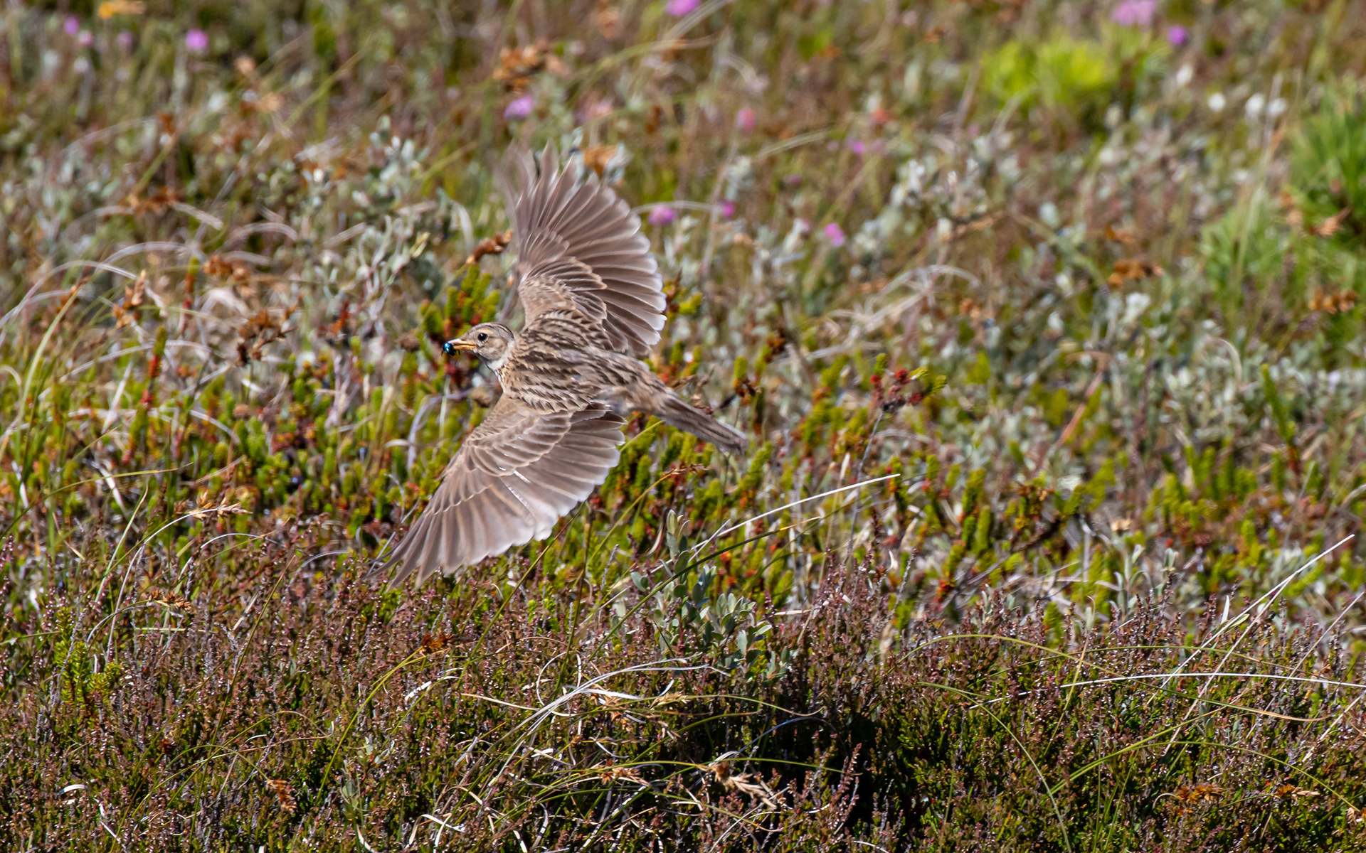 Sanglærke - Raabjerg Hede