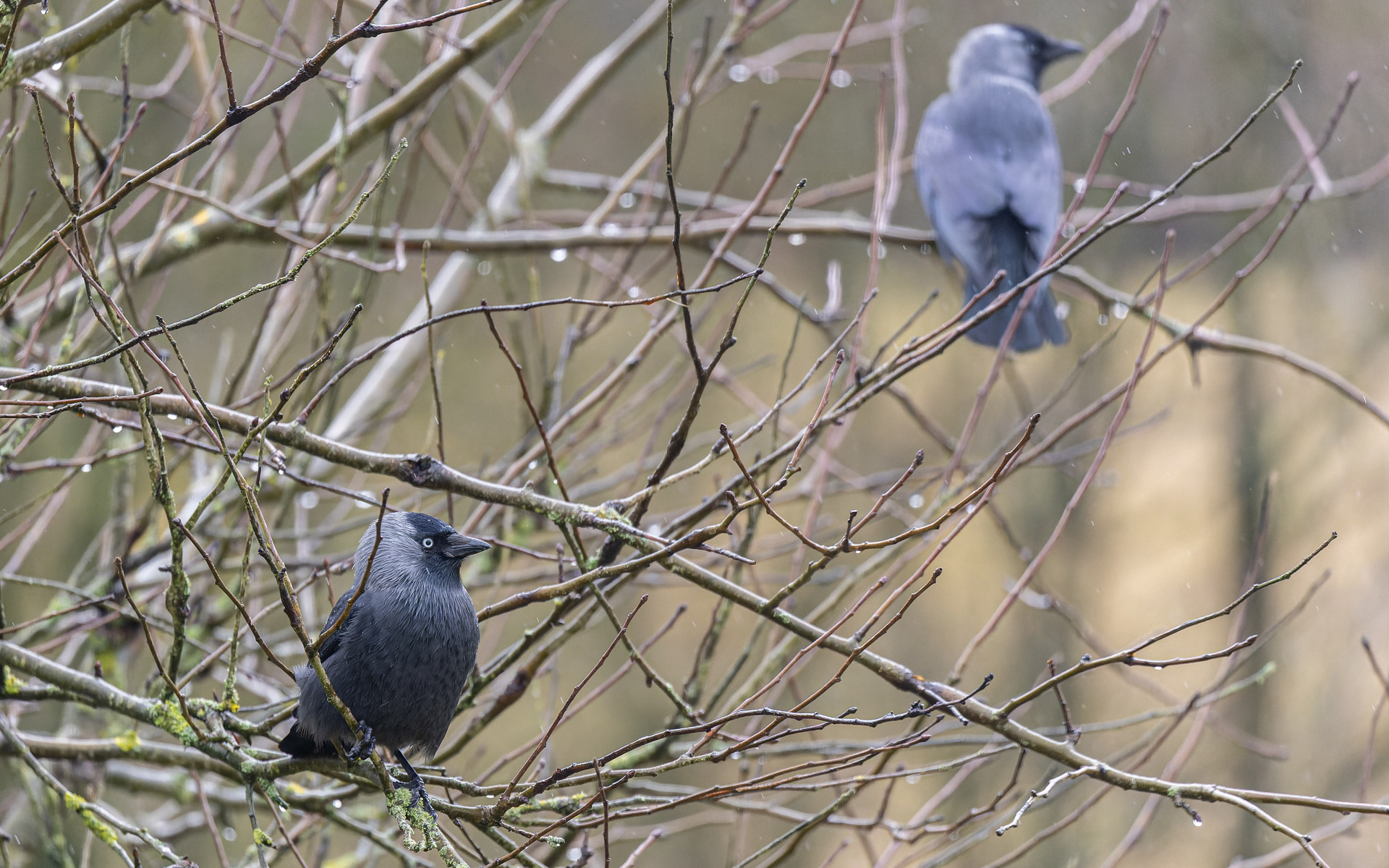 Alliker er sjældne i vores have