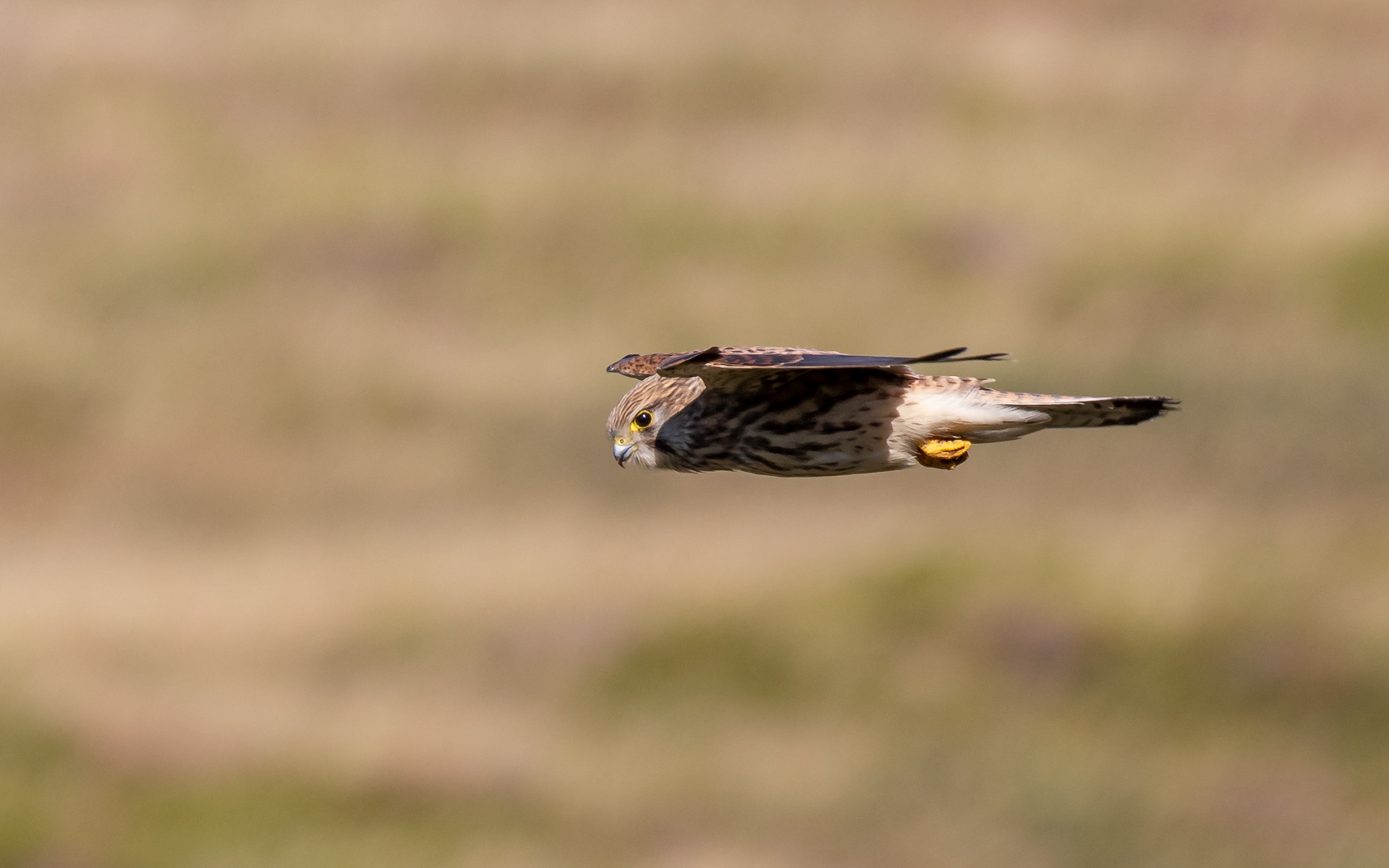 Tårnfalk hænger i luften over skrænten ved Sårup