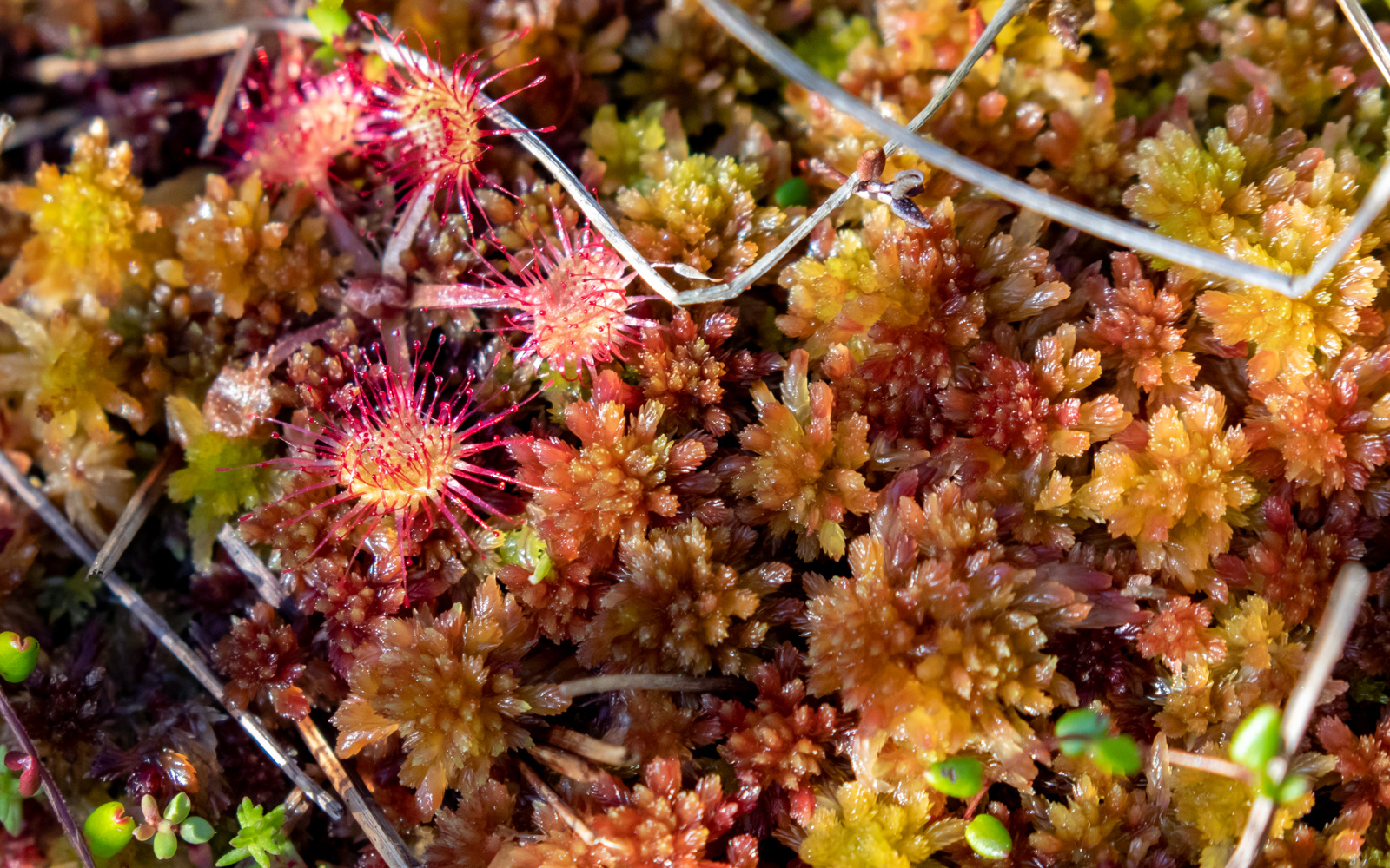 Soldug og spaghnum i højmosen. Tofte Mose