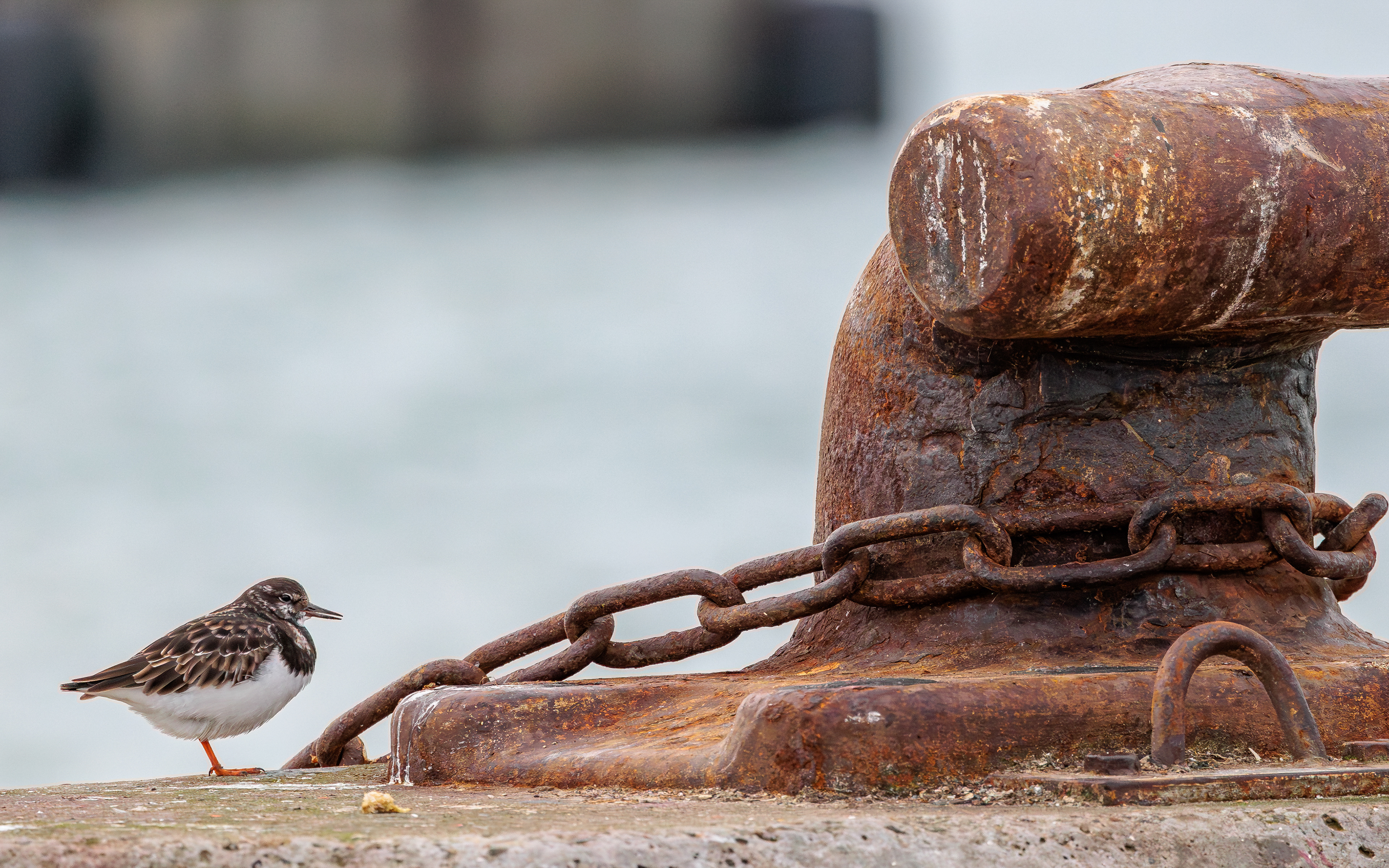 Stenvender på Hirtshals Havn
