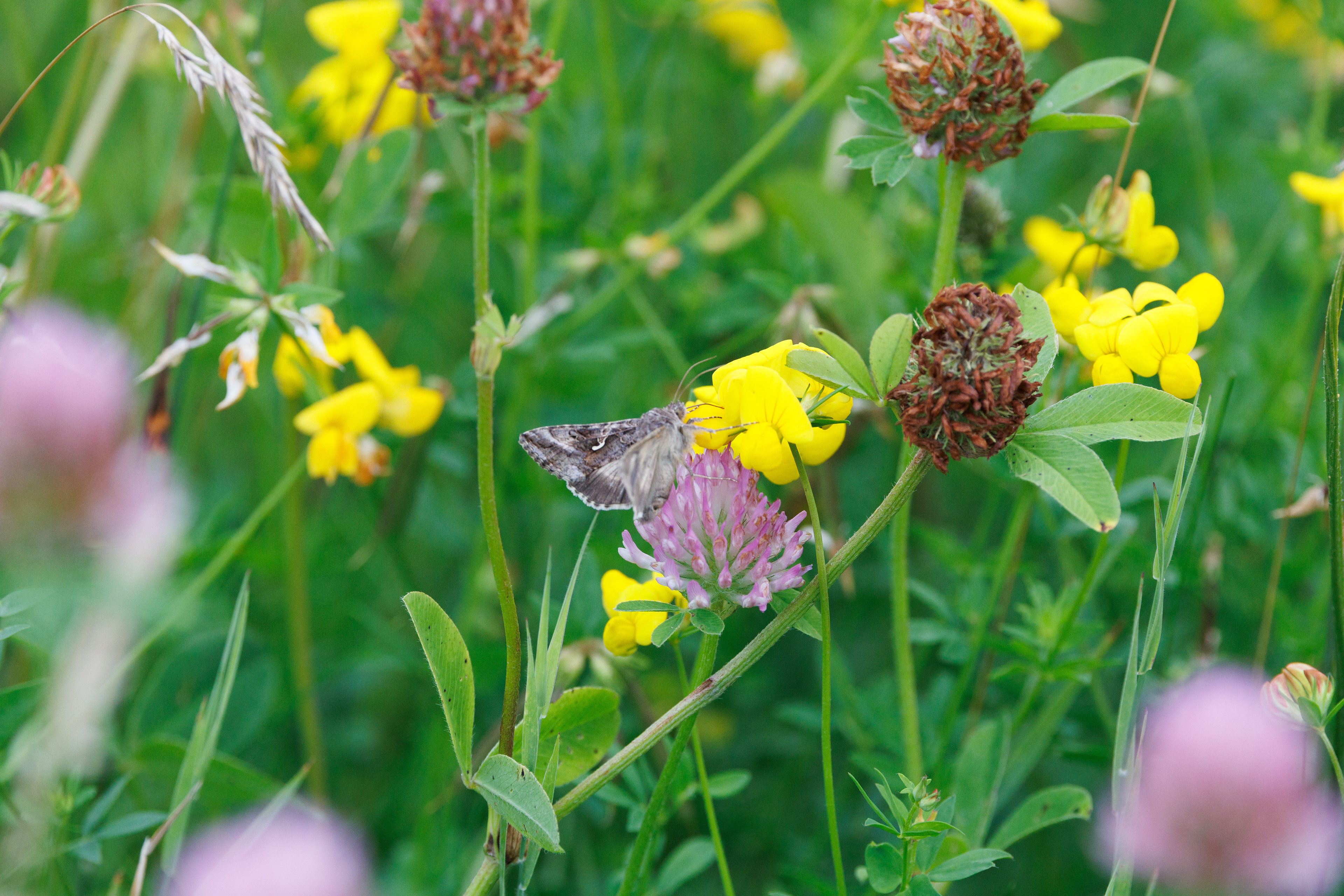 Gammaugle i "Vild med vilje". I haven