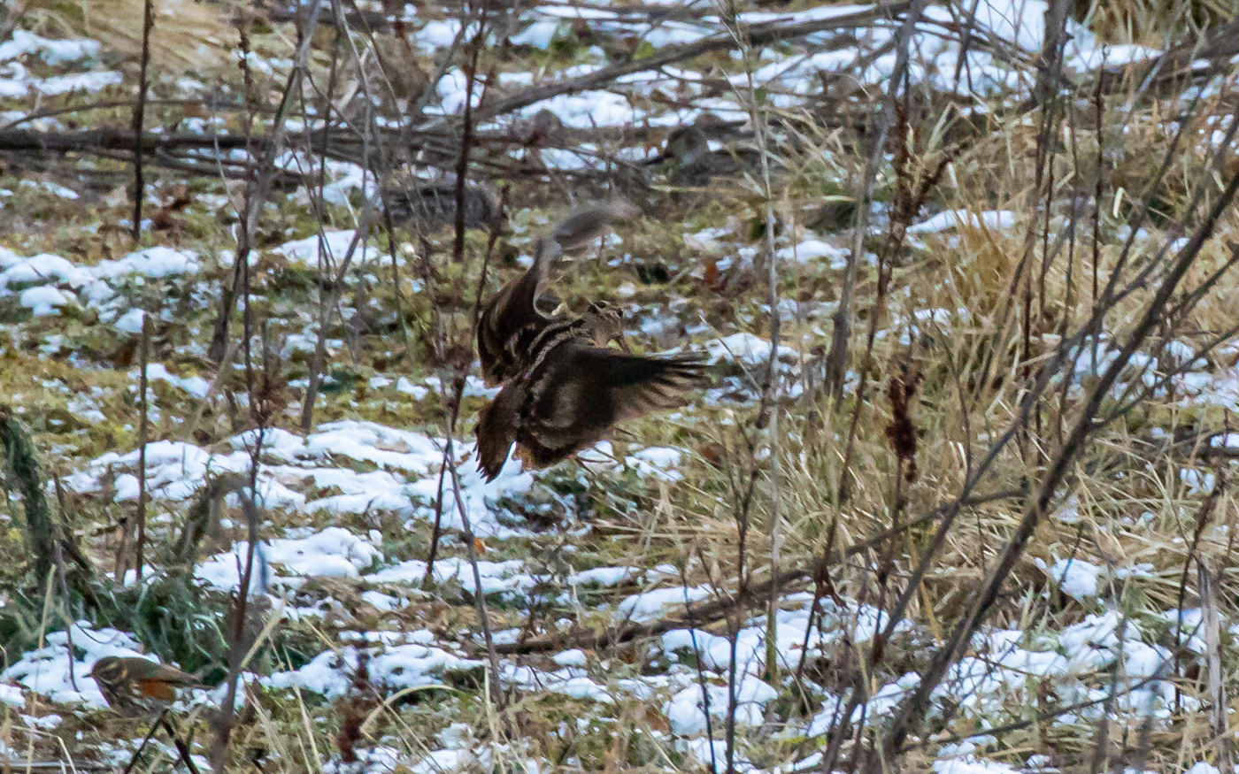 Skovsneppe lander i Kousbækken - og en lille vindrossel i hjørnet