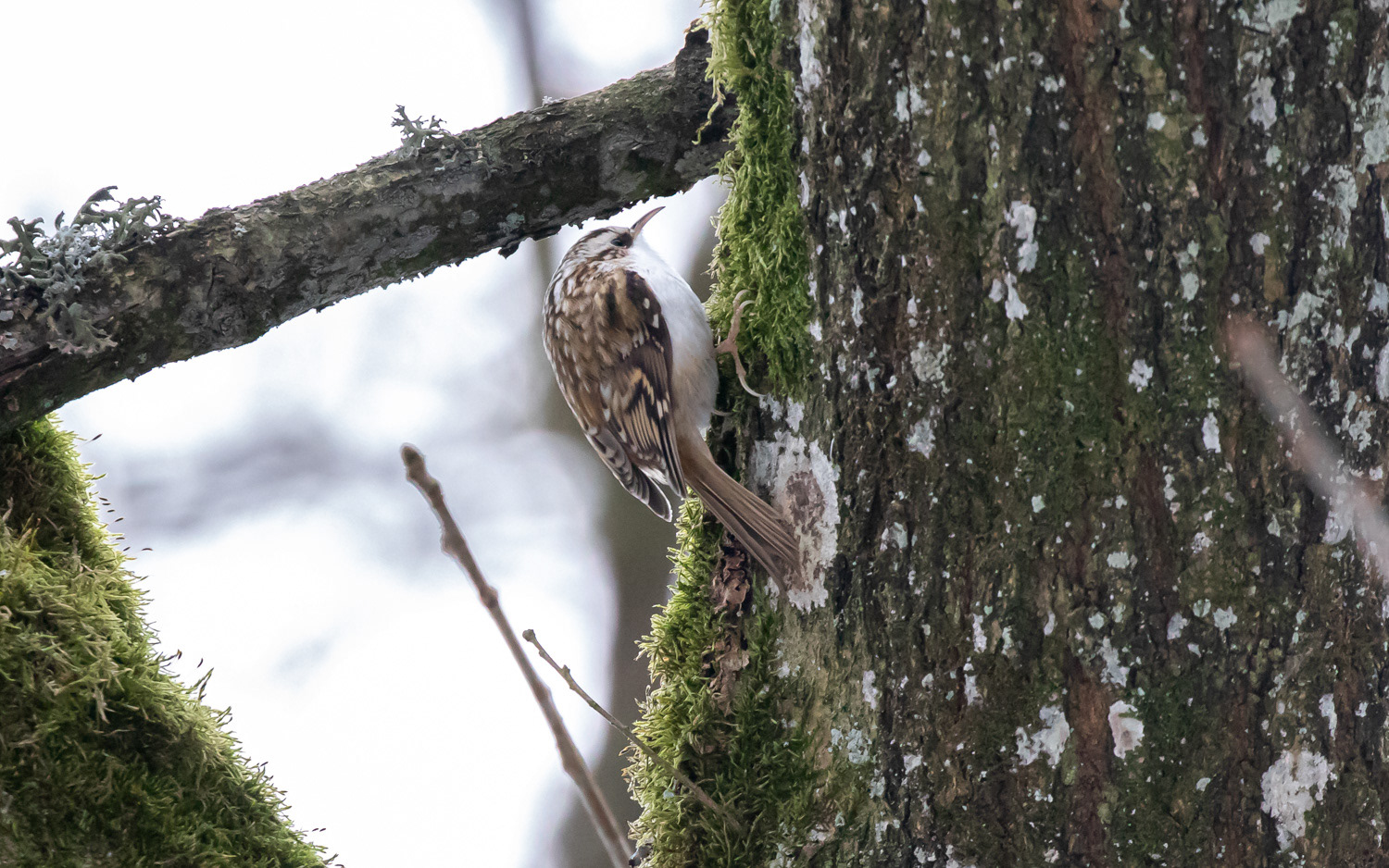 Træløber. Rebild Bakker 15.1.2021