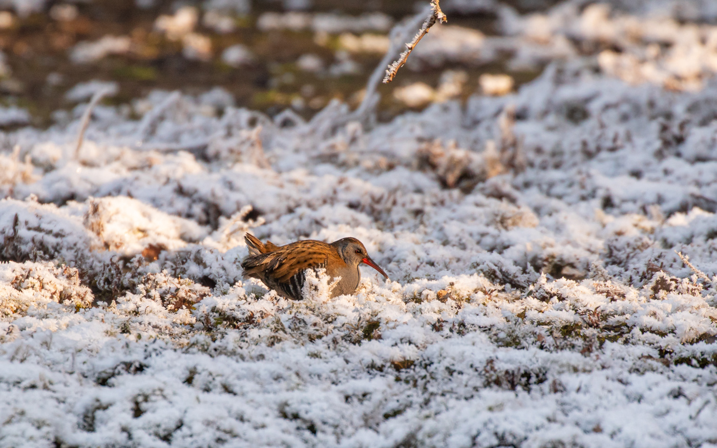Vandrikse i Ravnkilde