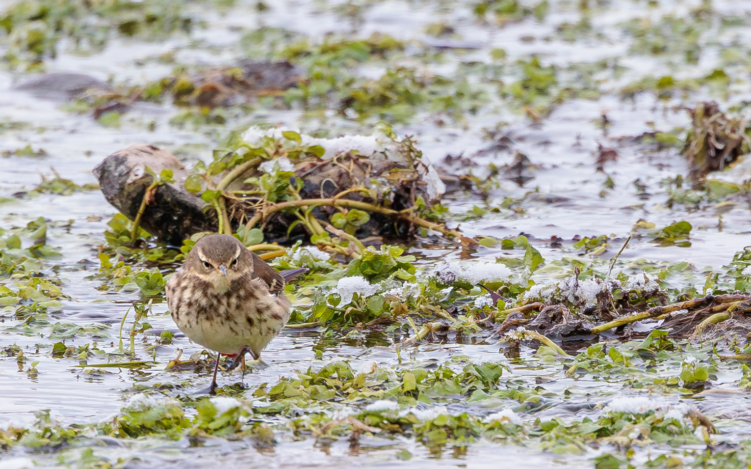 Bjergpiber i Ravnkilden