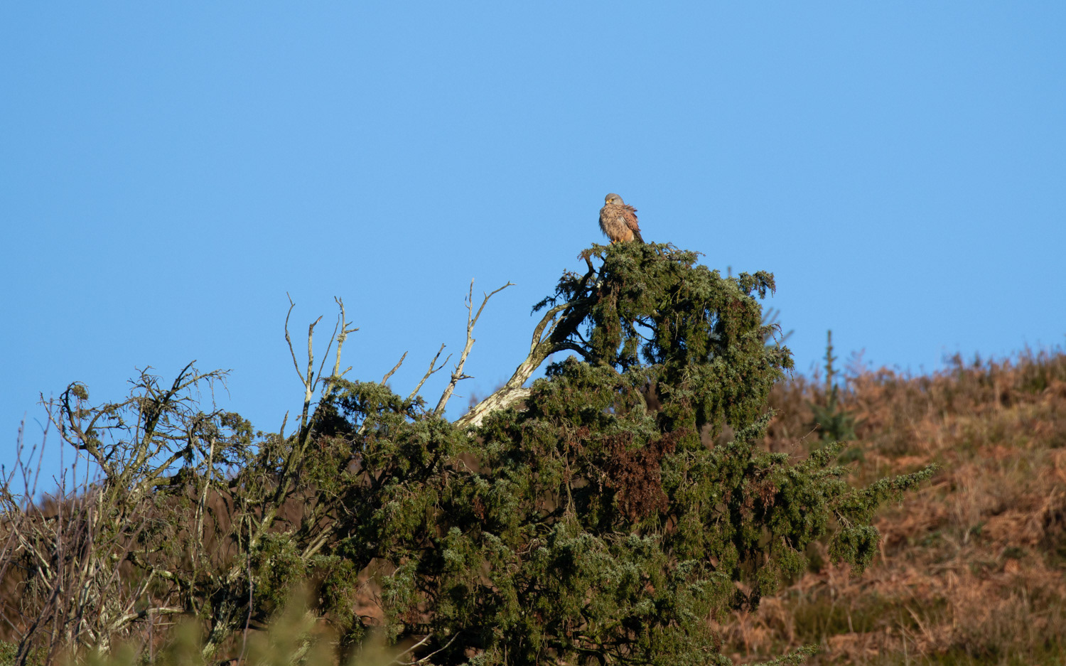 Tårnfalk. Rebild Bakker 12.1.2021