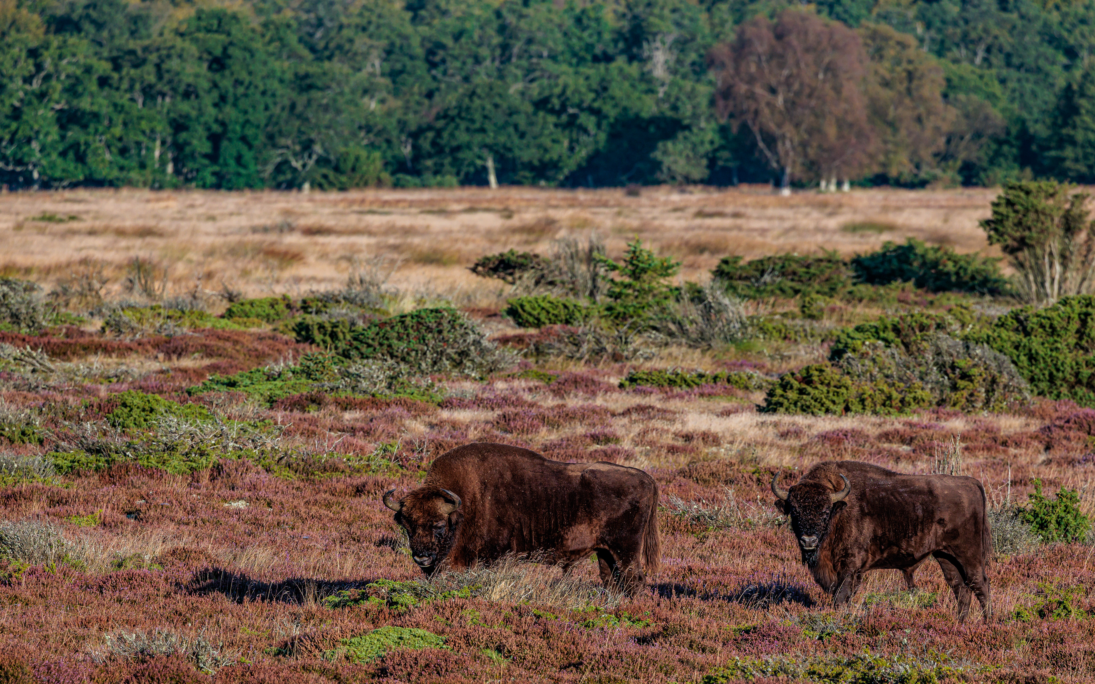 Europæisk bison (visent) i Lille Vildmose