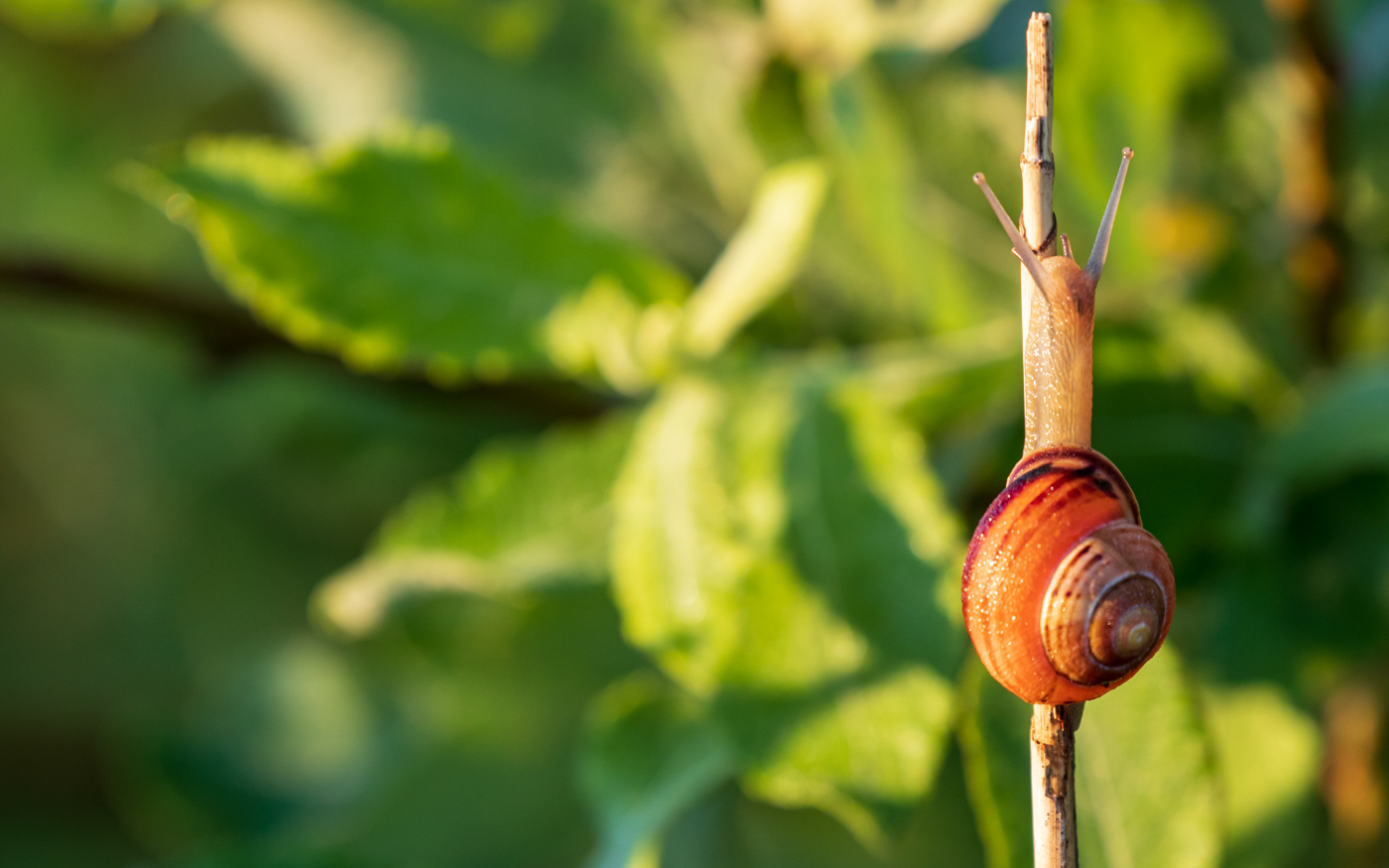 Snegl på morgentur