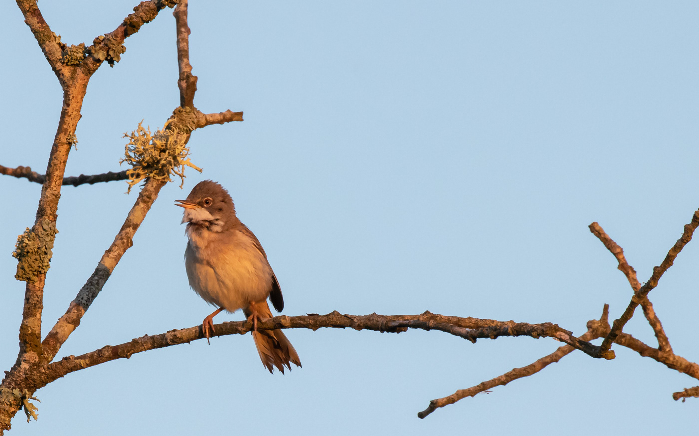 Tornsanger i morgenrøden