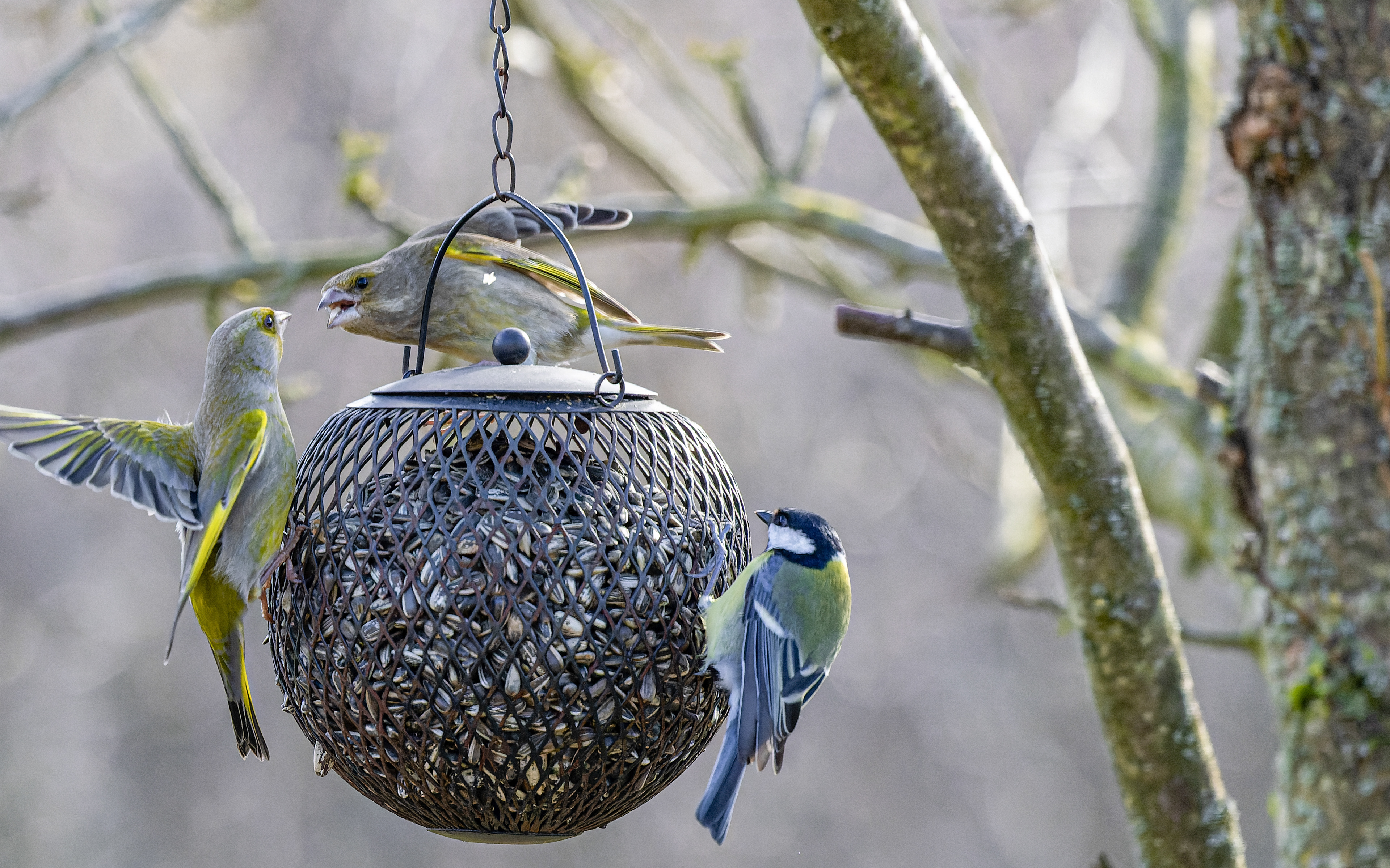 grønirisker og musvit