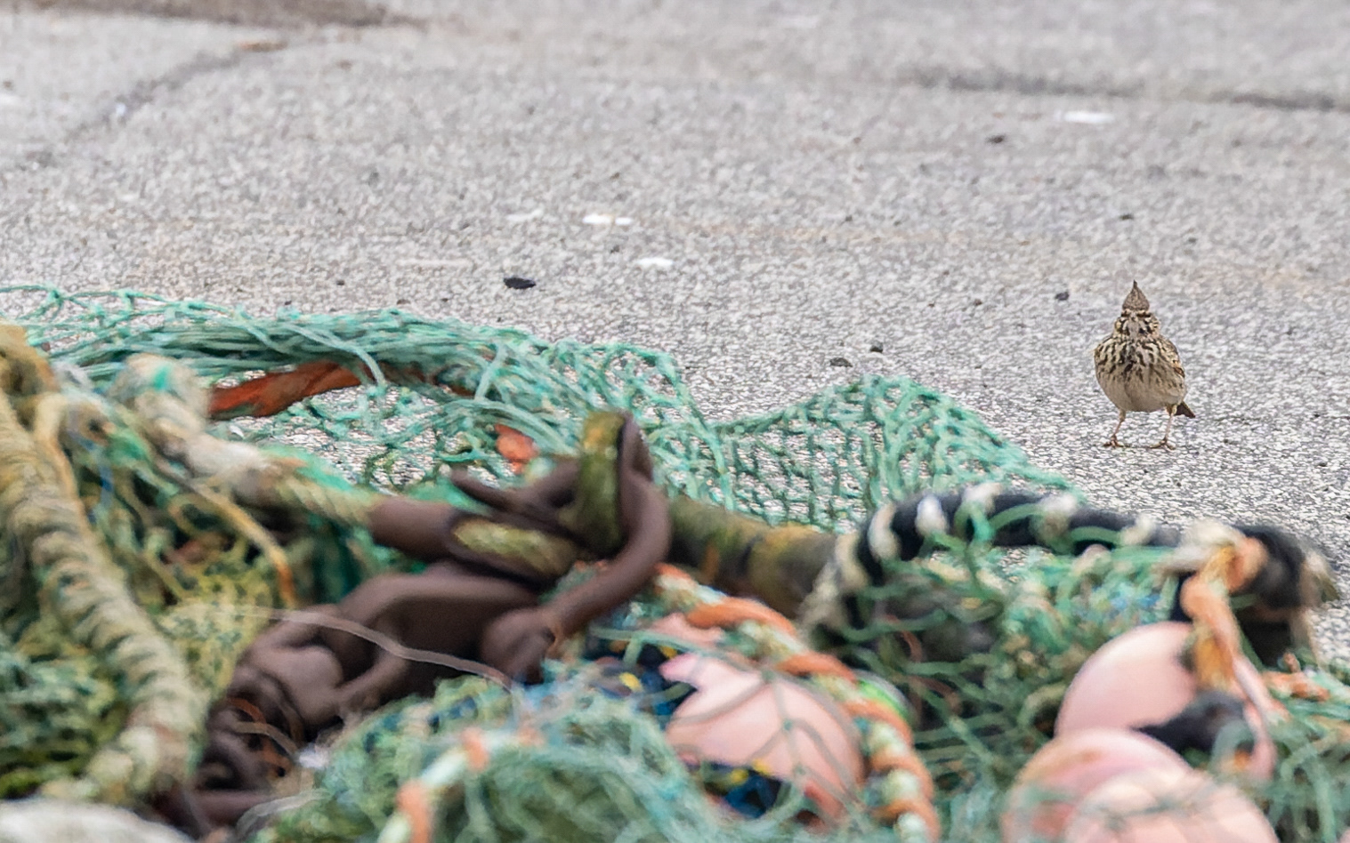 Toplærke - Hirtshals Havn