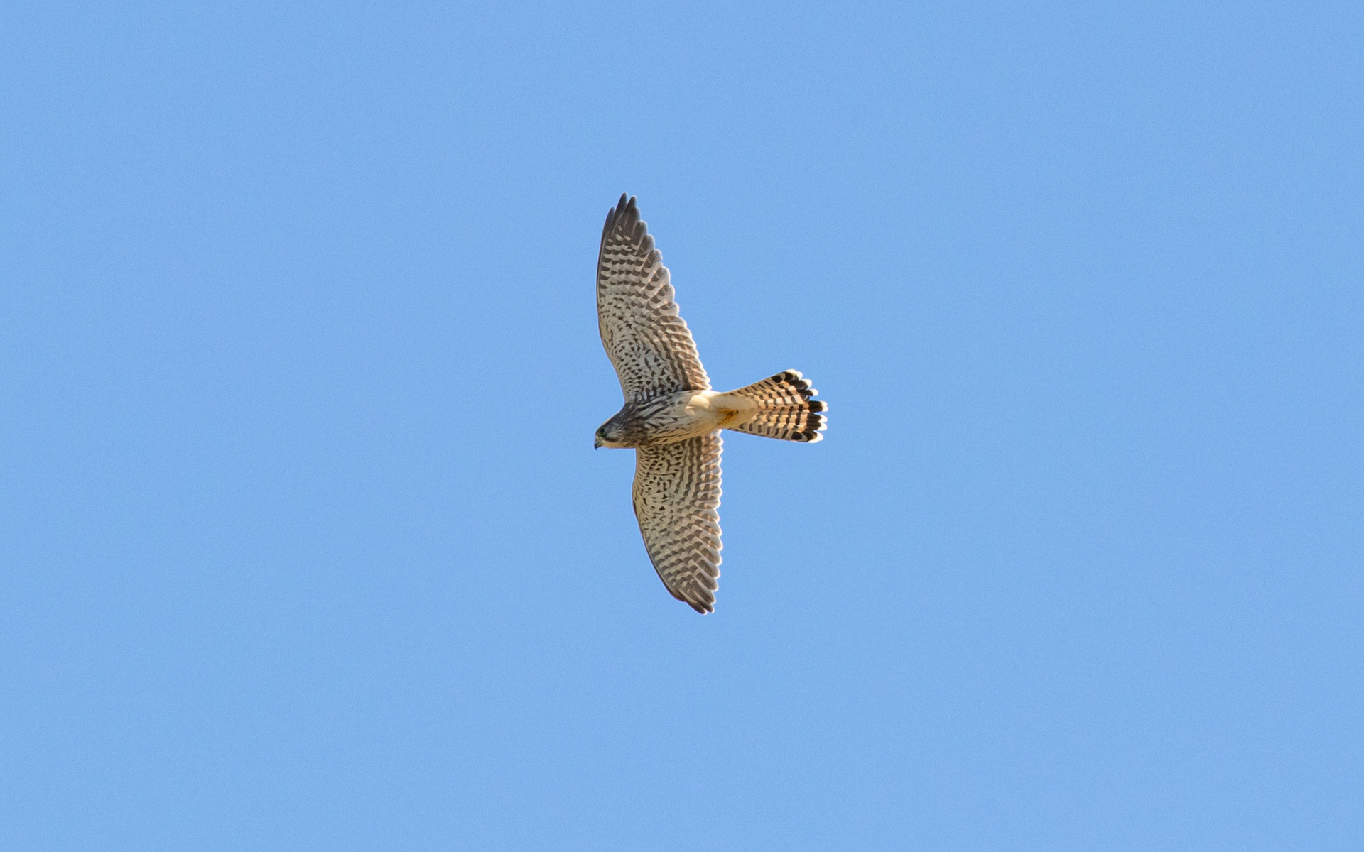 Tårnfalk - Raabjerg Hede