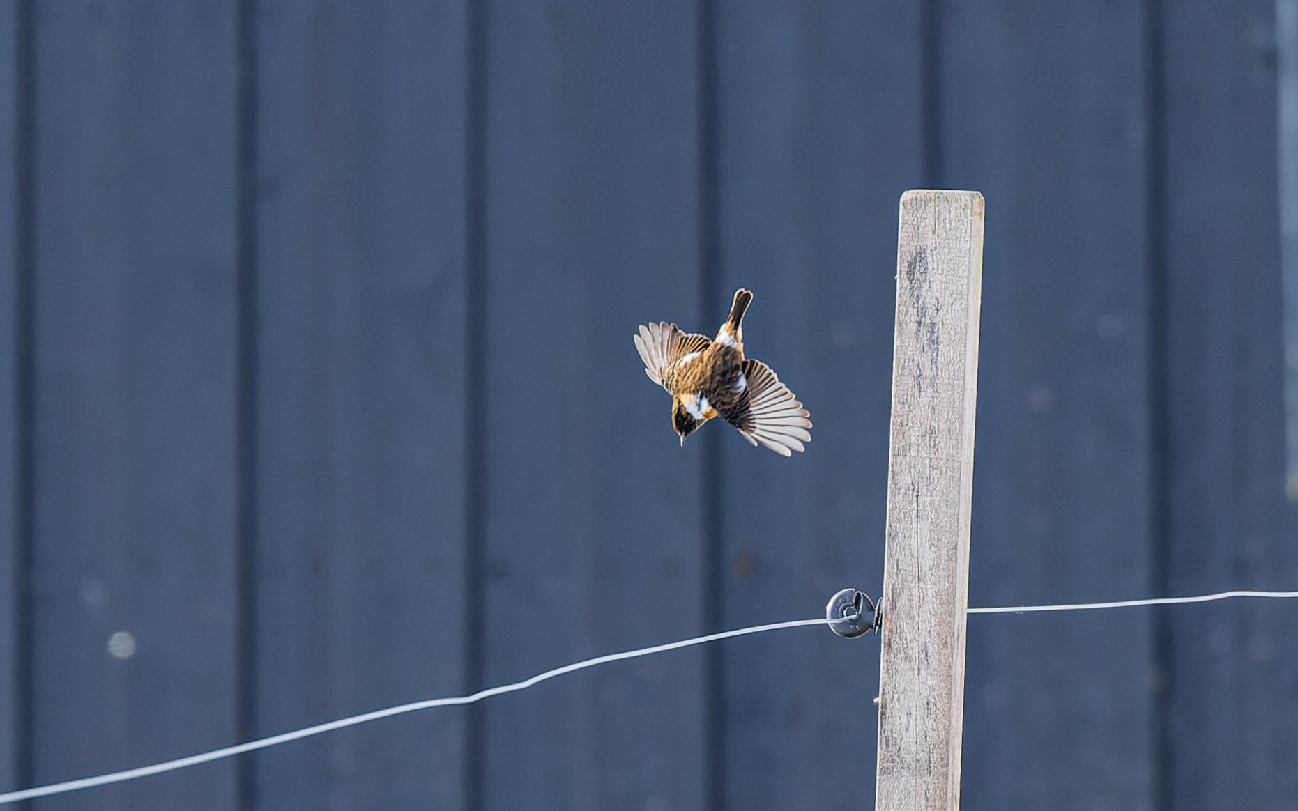 Sortstrubet bynkefugl i Gravlev by