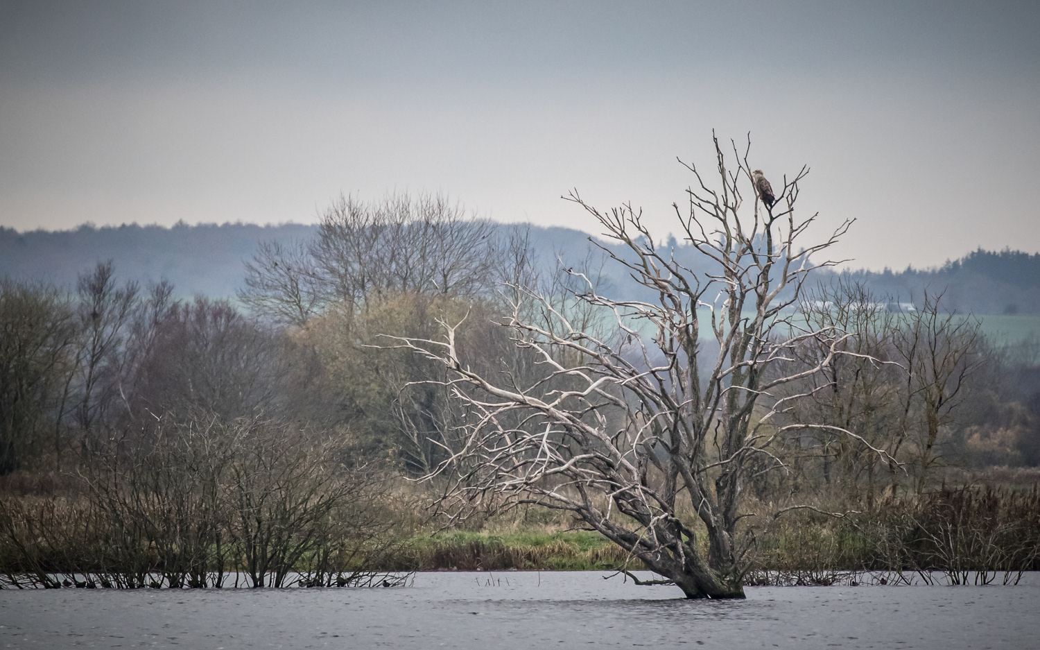 Havørn i skarvtræet - Birkesø, Lille Vildmose