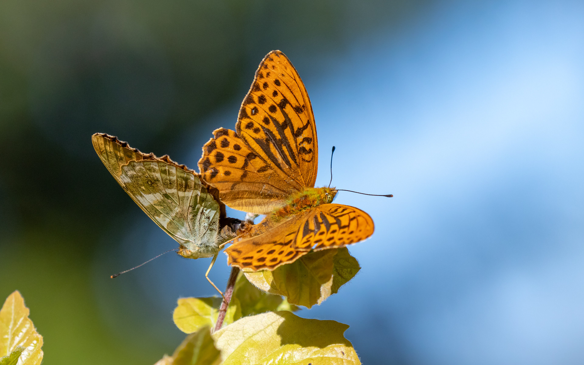Kejserkåbe - parring