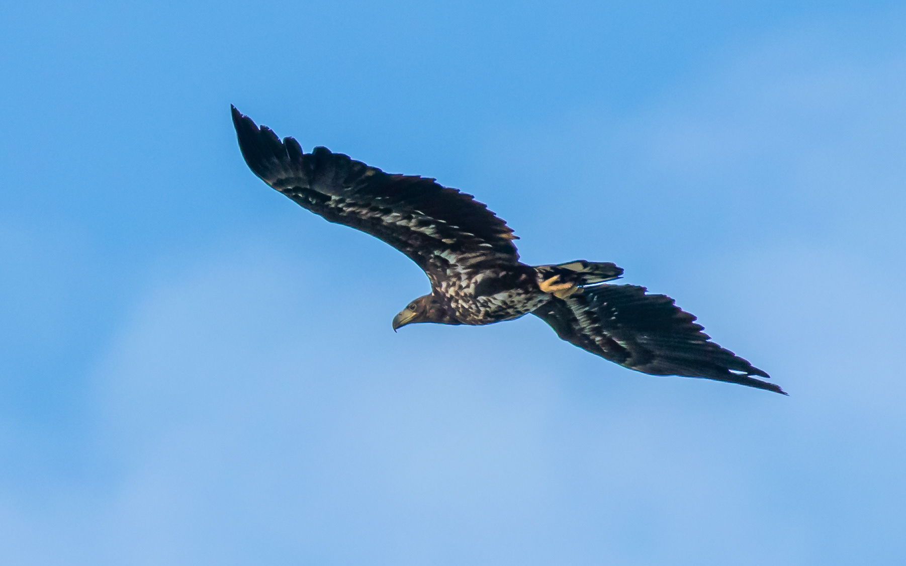 Ung havørn ved Nabben
