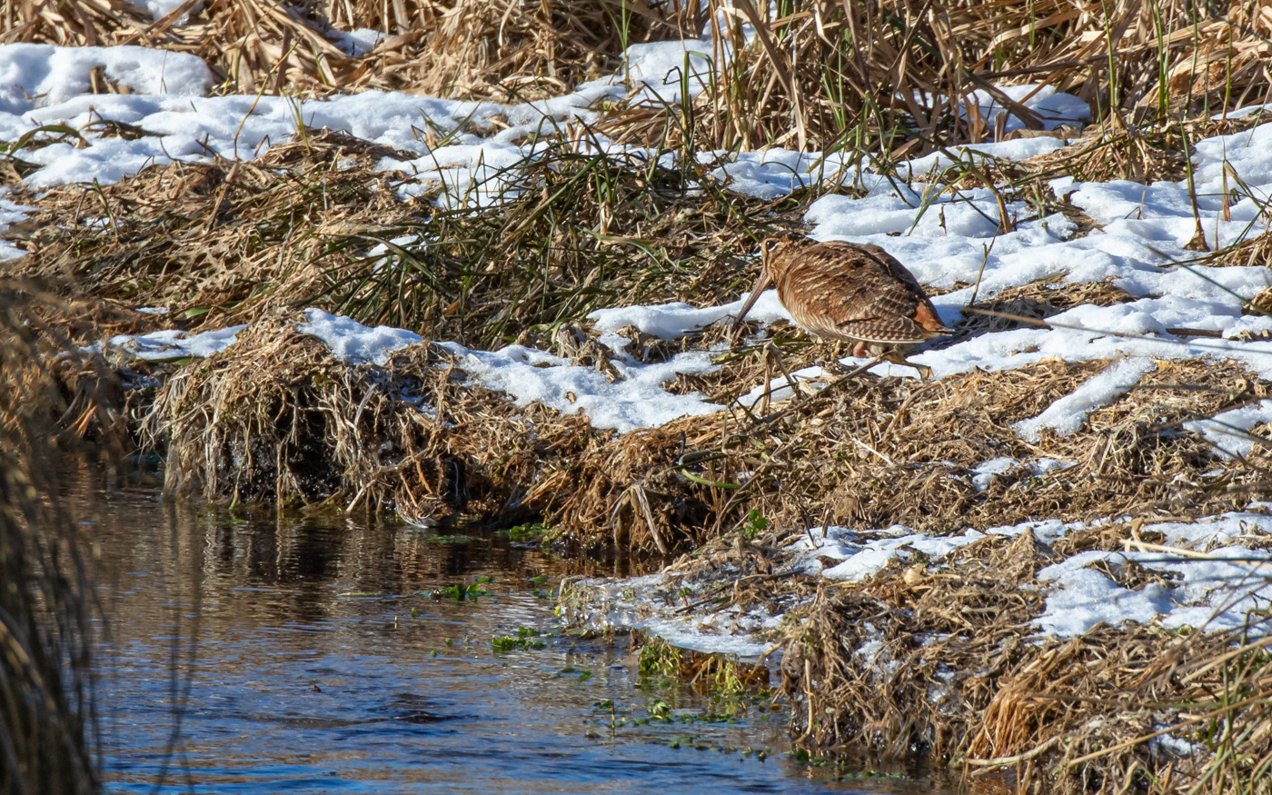 Dobbeltbekkasin og skovsneppe ved Ravnkilde