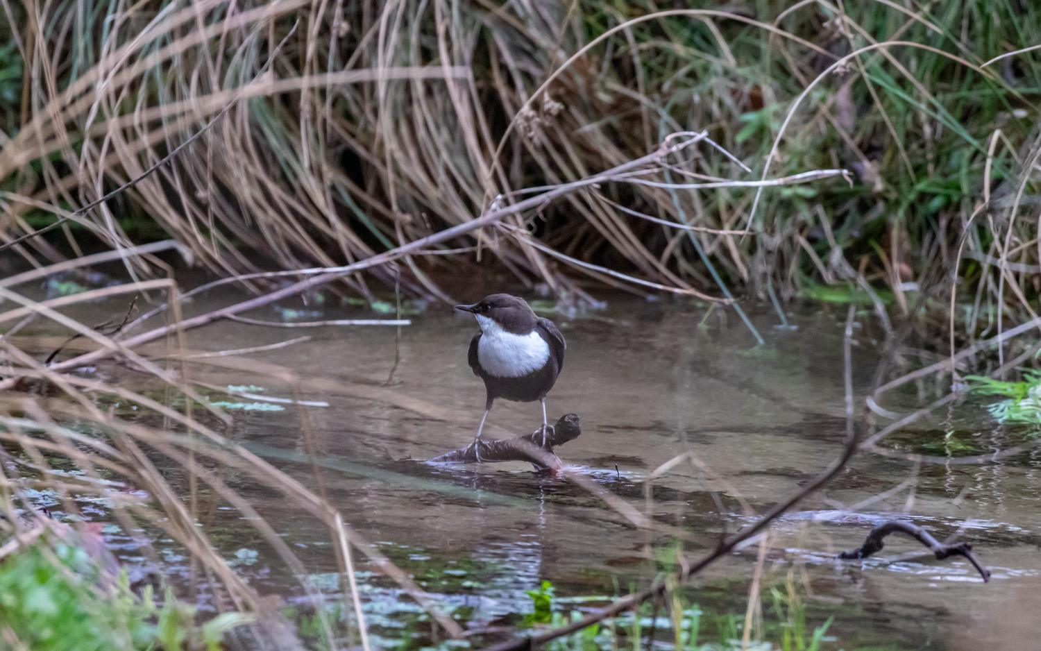 Vandstær ved Mastrup Bæk. 8.12.2020