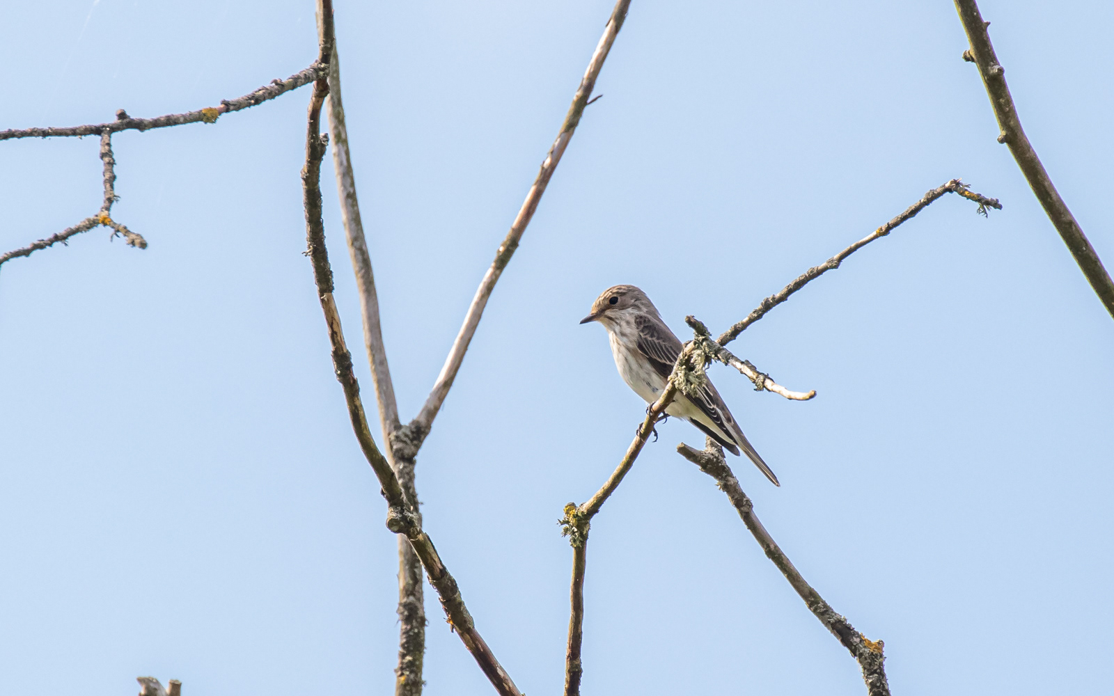 Grå fluesnapper i Gravlev ådal