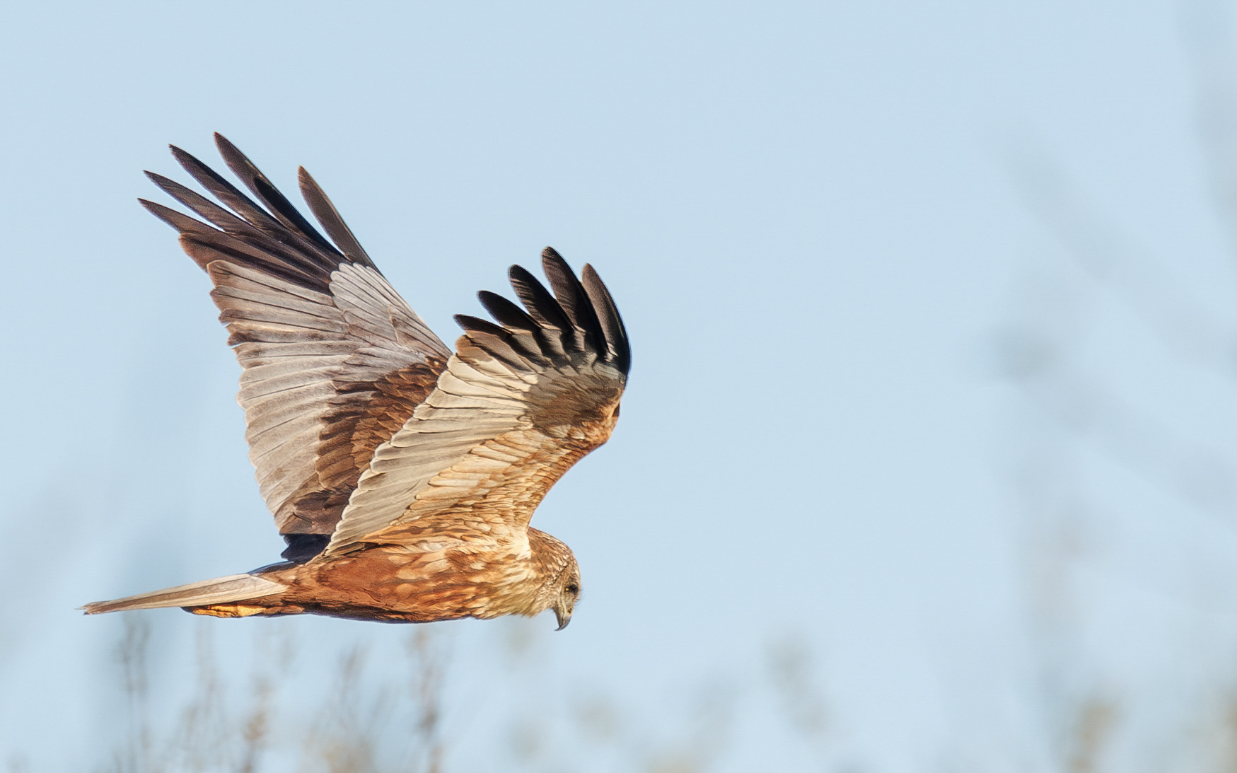 Rørhøg i Lille Vildmose. Ved solopgang 22. april