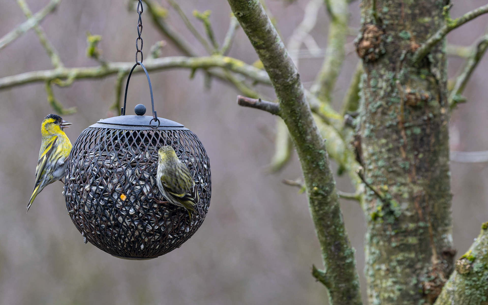 I disse dage i marts har vi haft mange af de små, fine grønsiskener