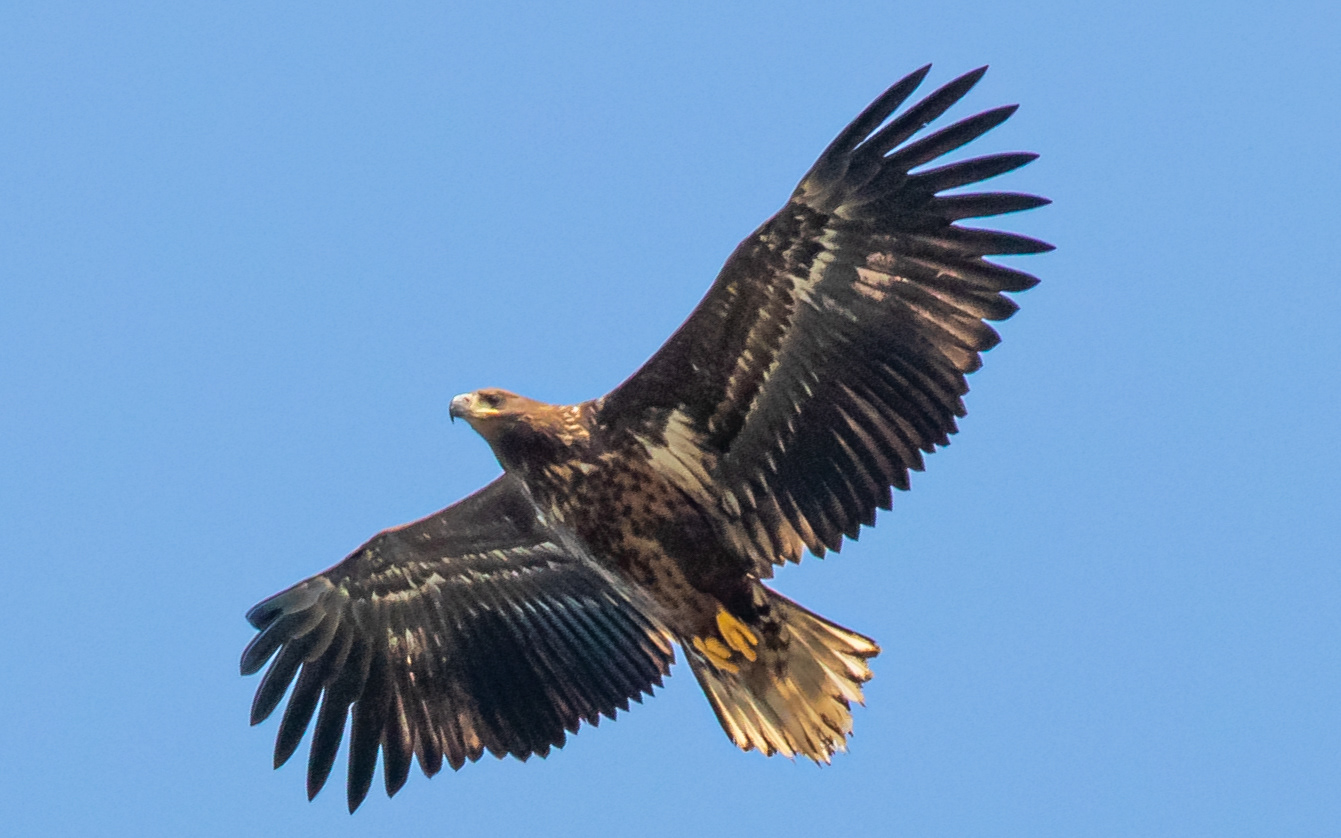 Havørn over Birkesø