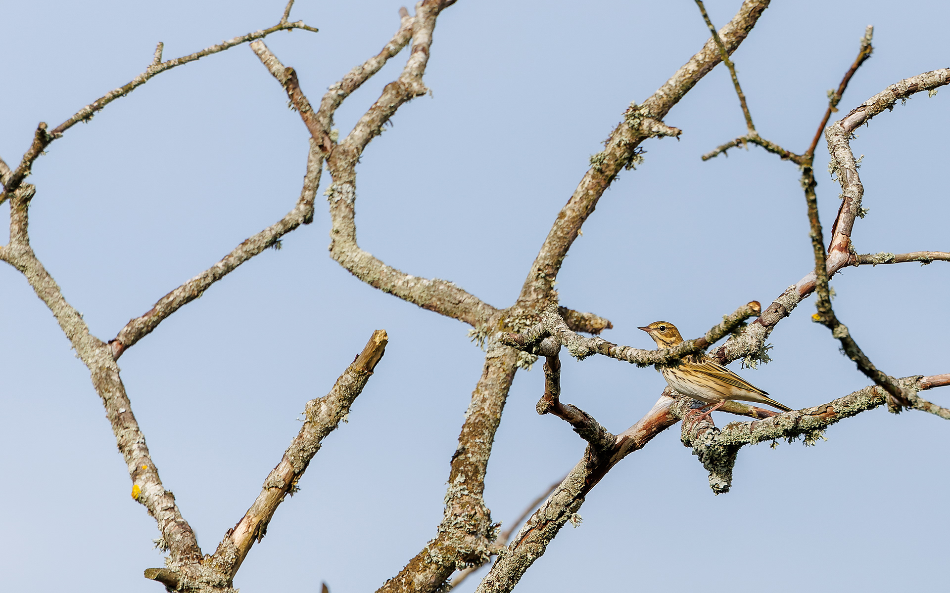 Skovpiber i Gravlev Ådal/Lindenborg Ådal