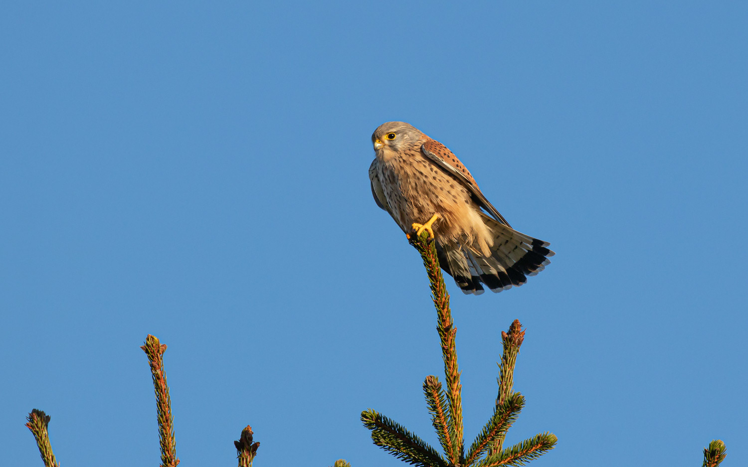 Tårnfalk. Rebild Bakker 12.1.2021