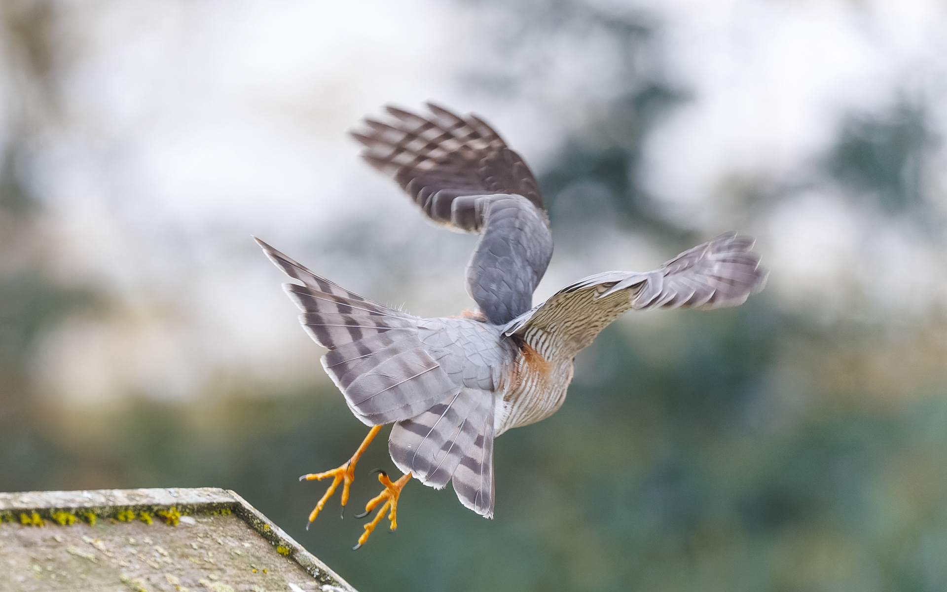 ....ingen fangst denne gang