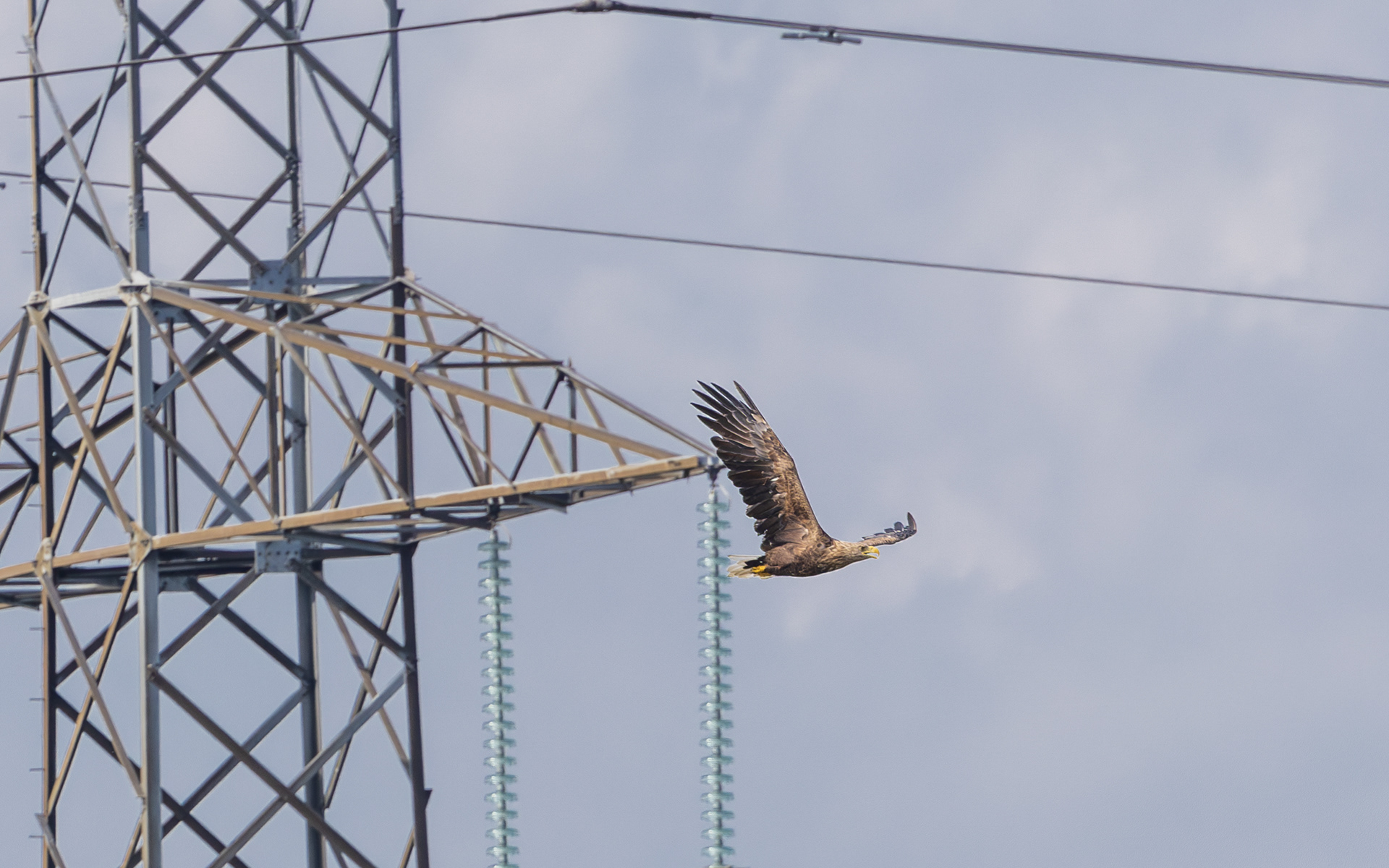 Havørn. Juelstrup Sø