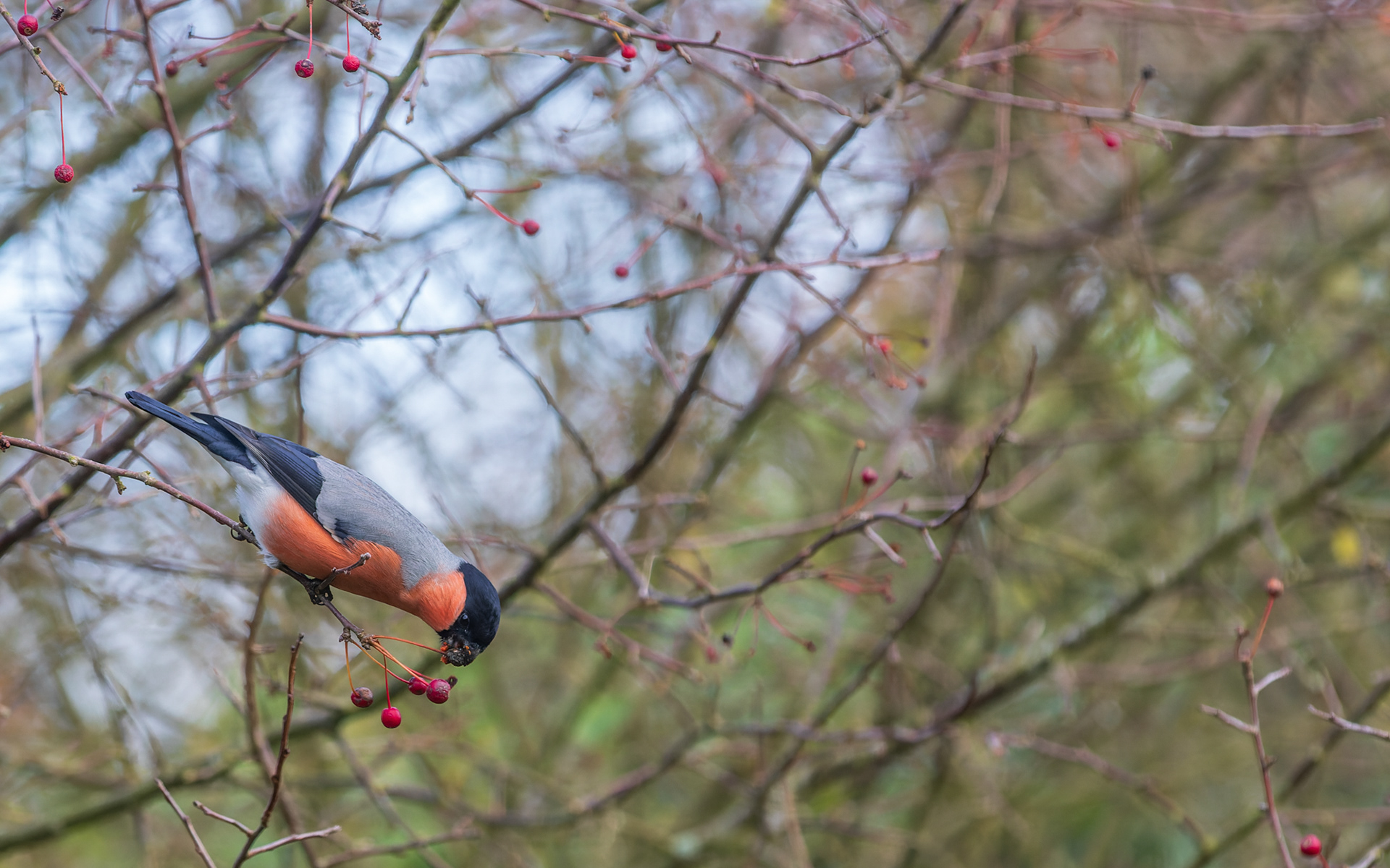Dompap smovser i Sargentæblerne