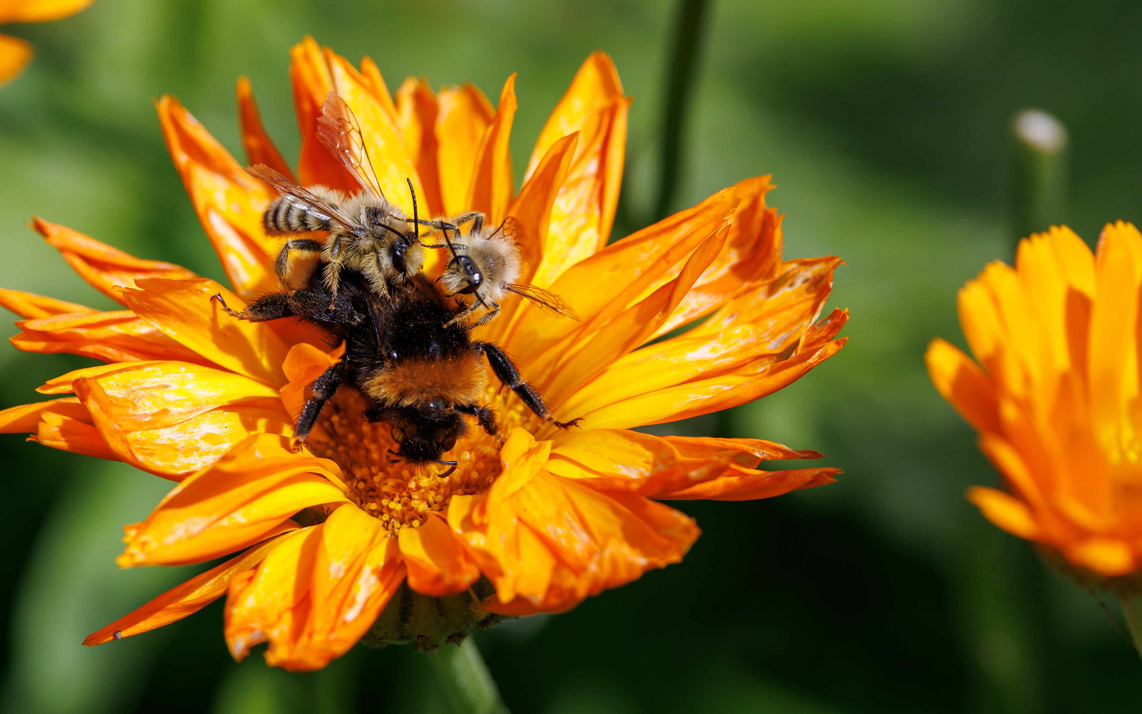 Pragtbuksebier (tror jeg) som chikanerer humlebi