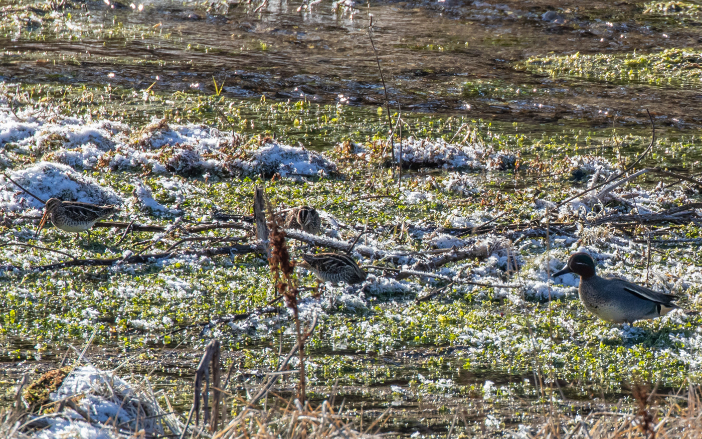 Her kan dobbeltbekkasin sammenlignes med krikand. Kousbækken.