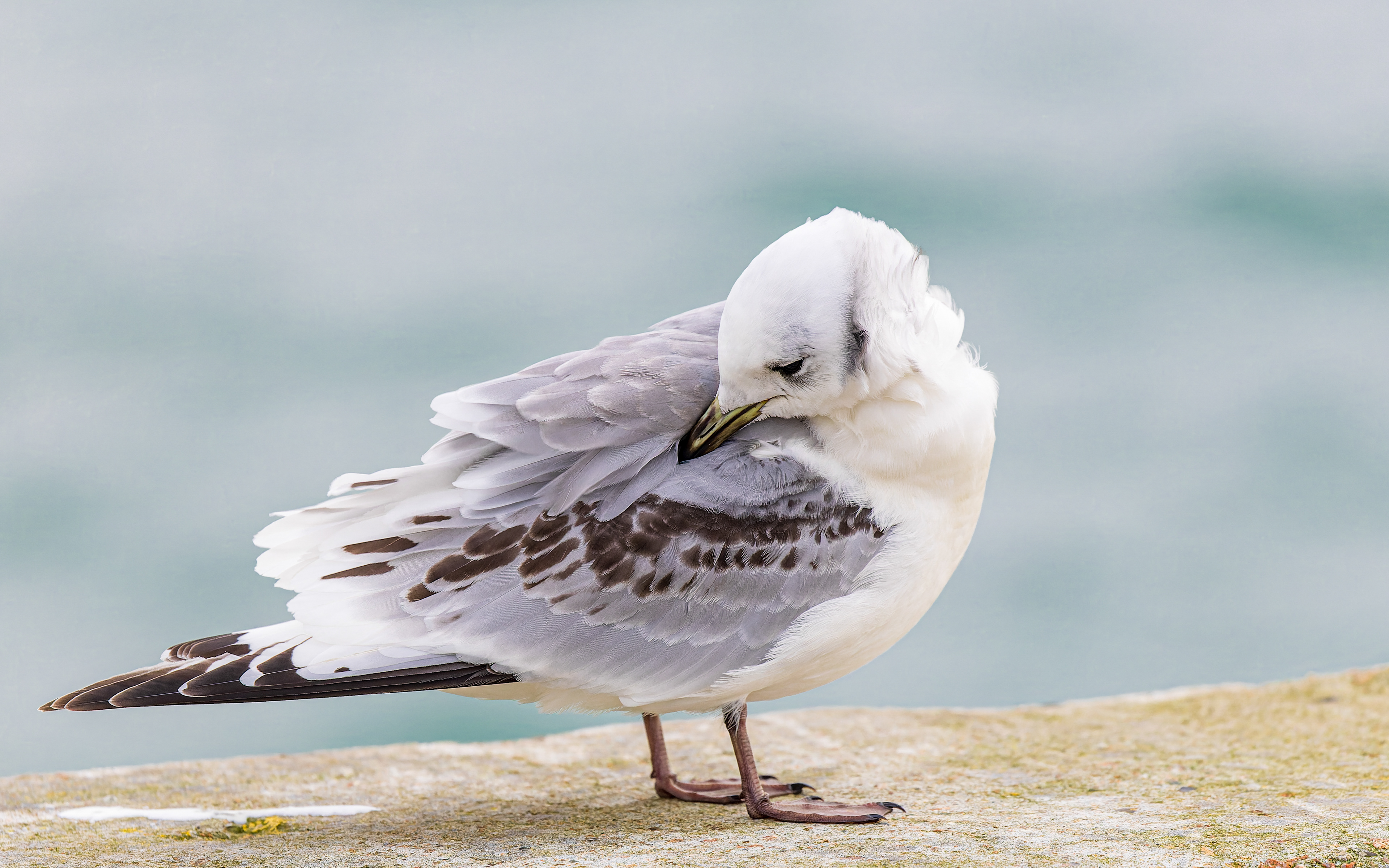 Ride, Hanstholm Havn