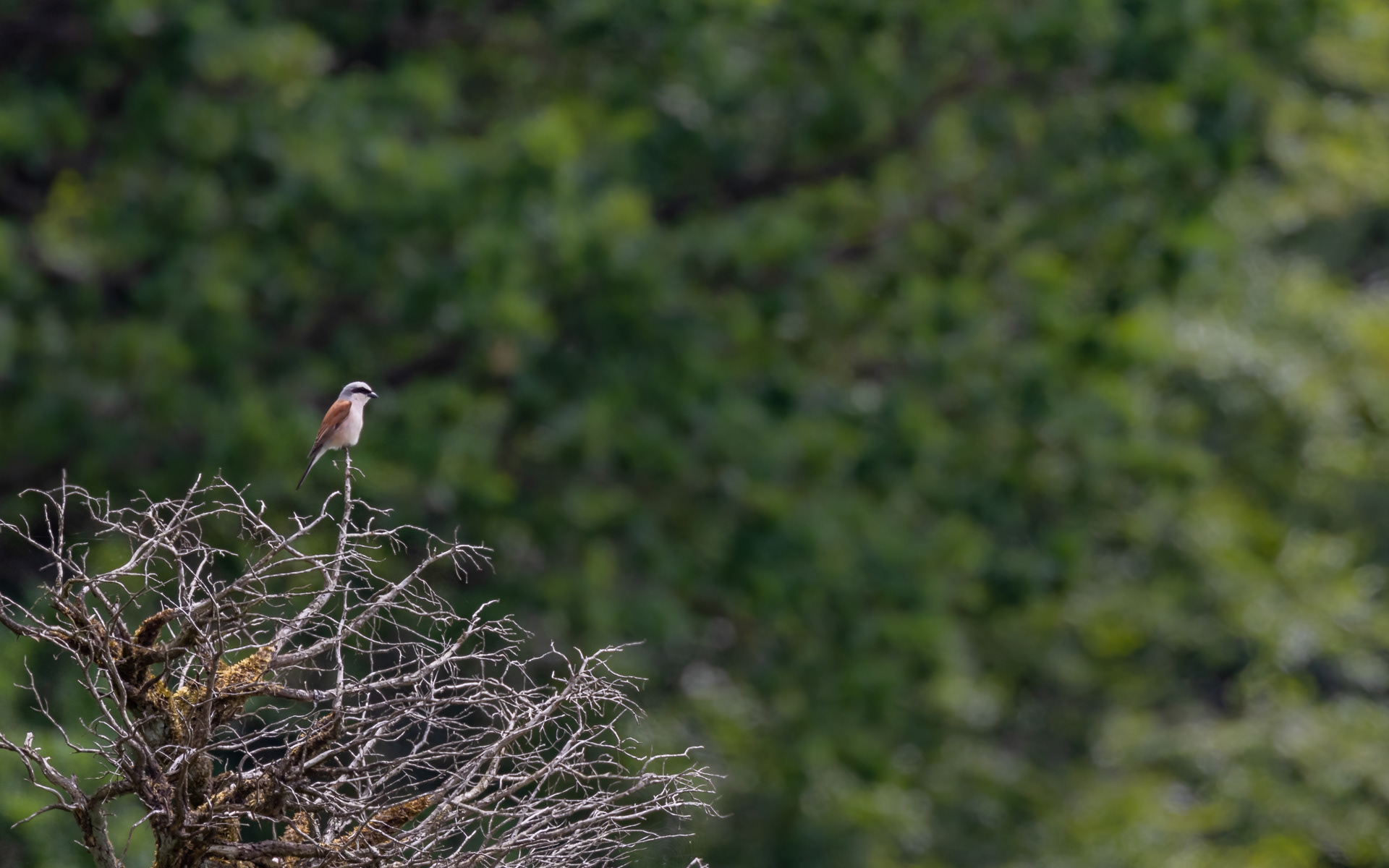 Rødrygget tornkade, han. Rebild Bakker