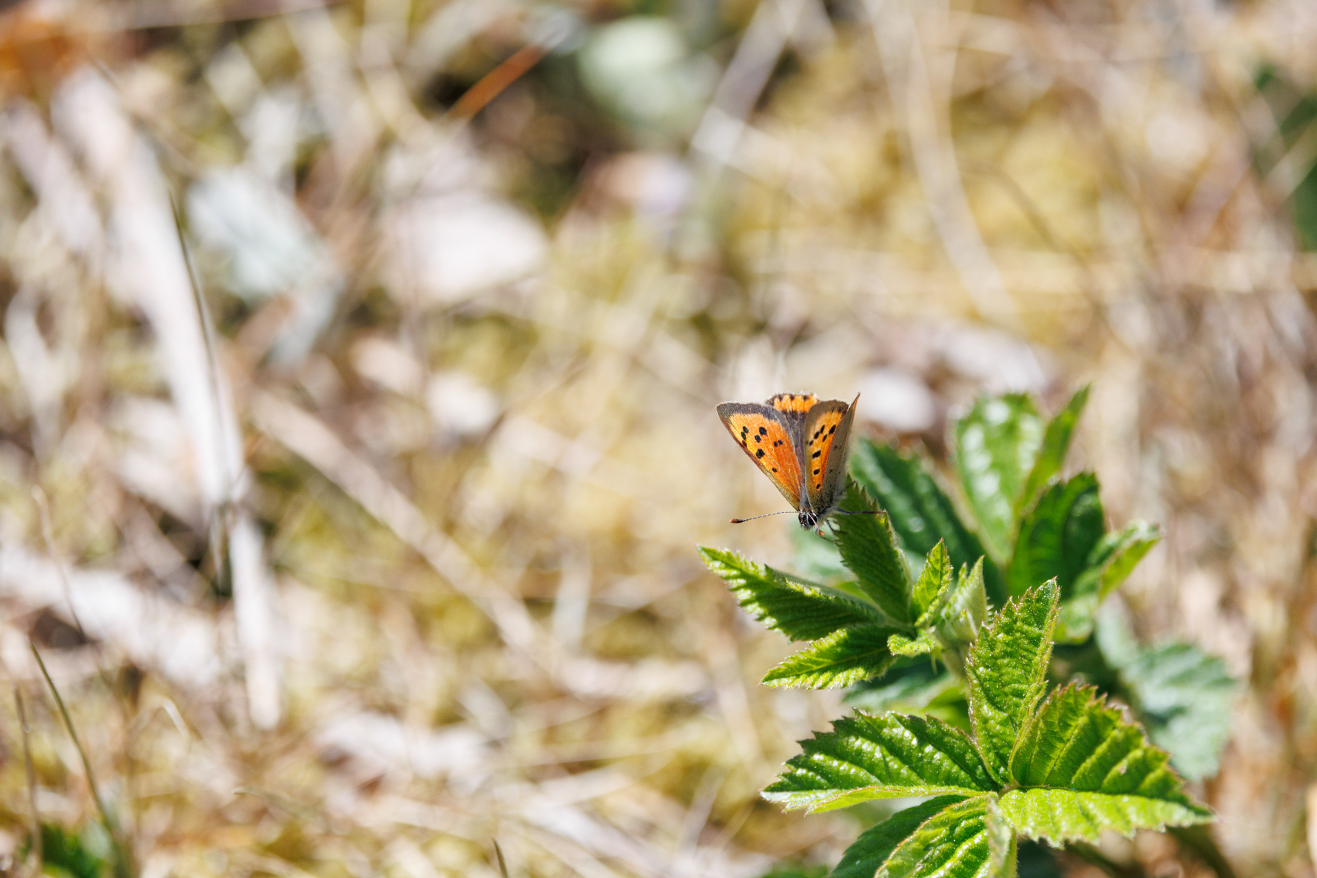 Lille ildfugl. Stubbe Sø