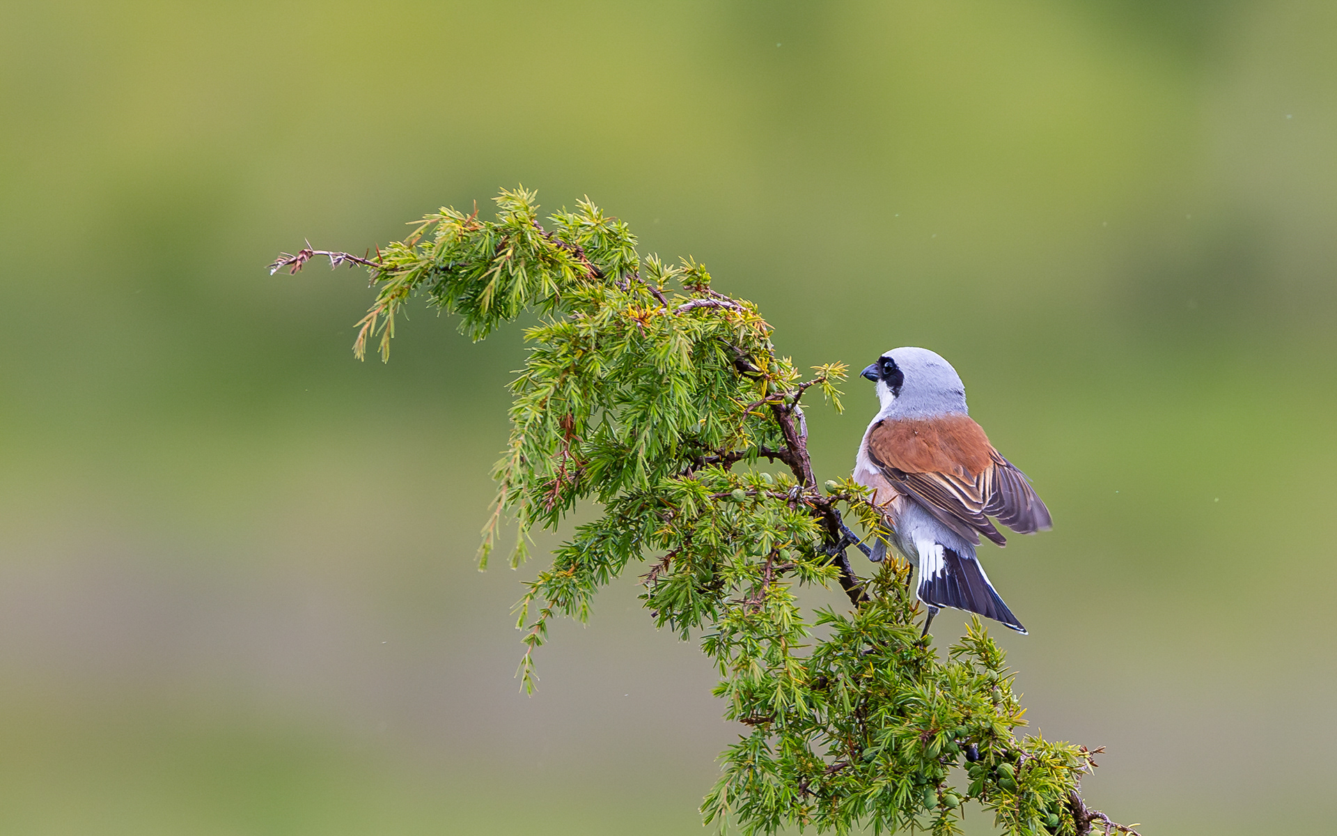 Rødrygget tornskade. Rebild Bakker