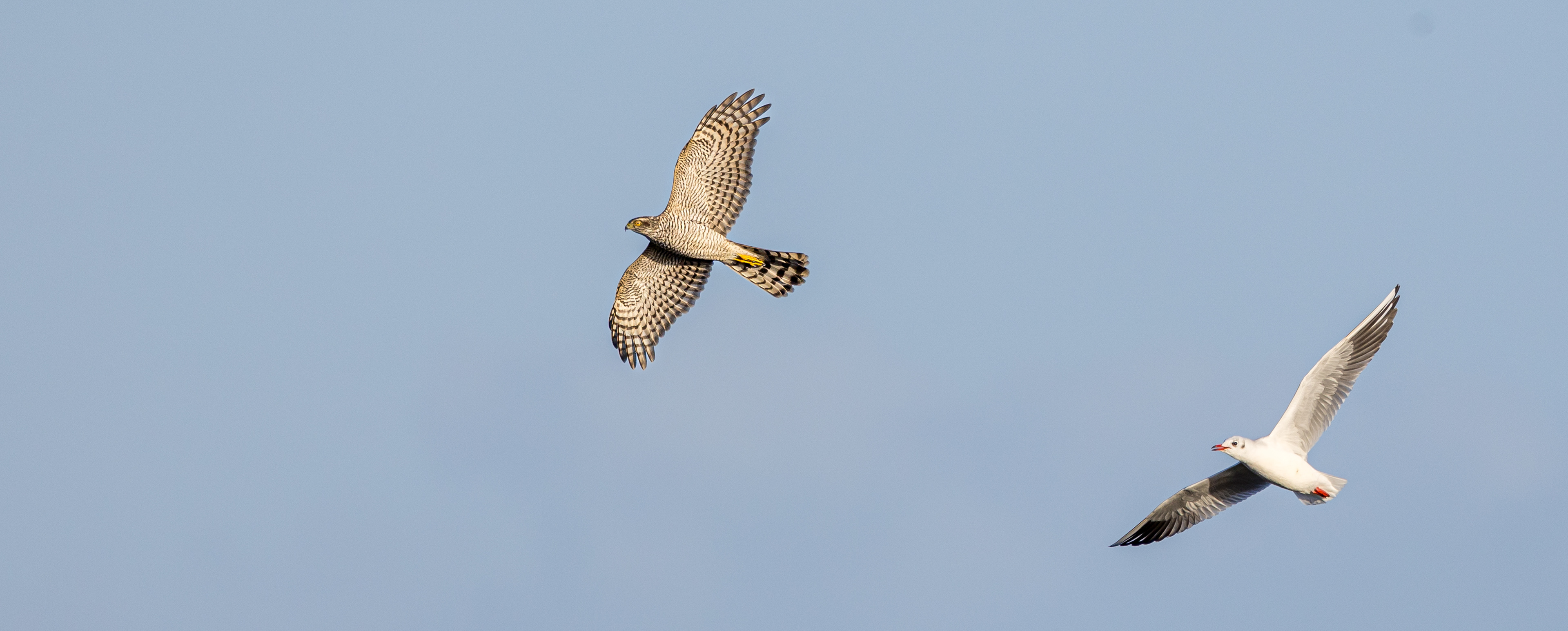 Spurvehøg på træk, der chikaneres af hættemåge