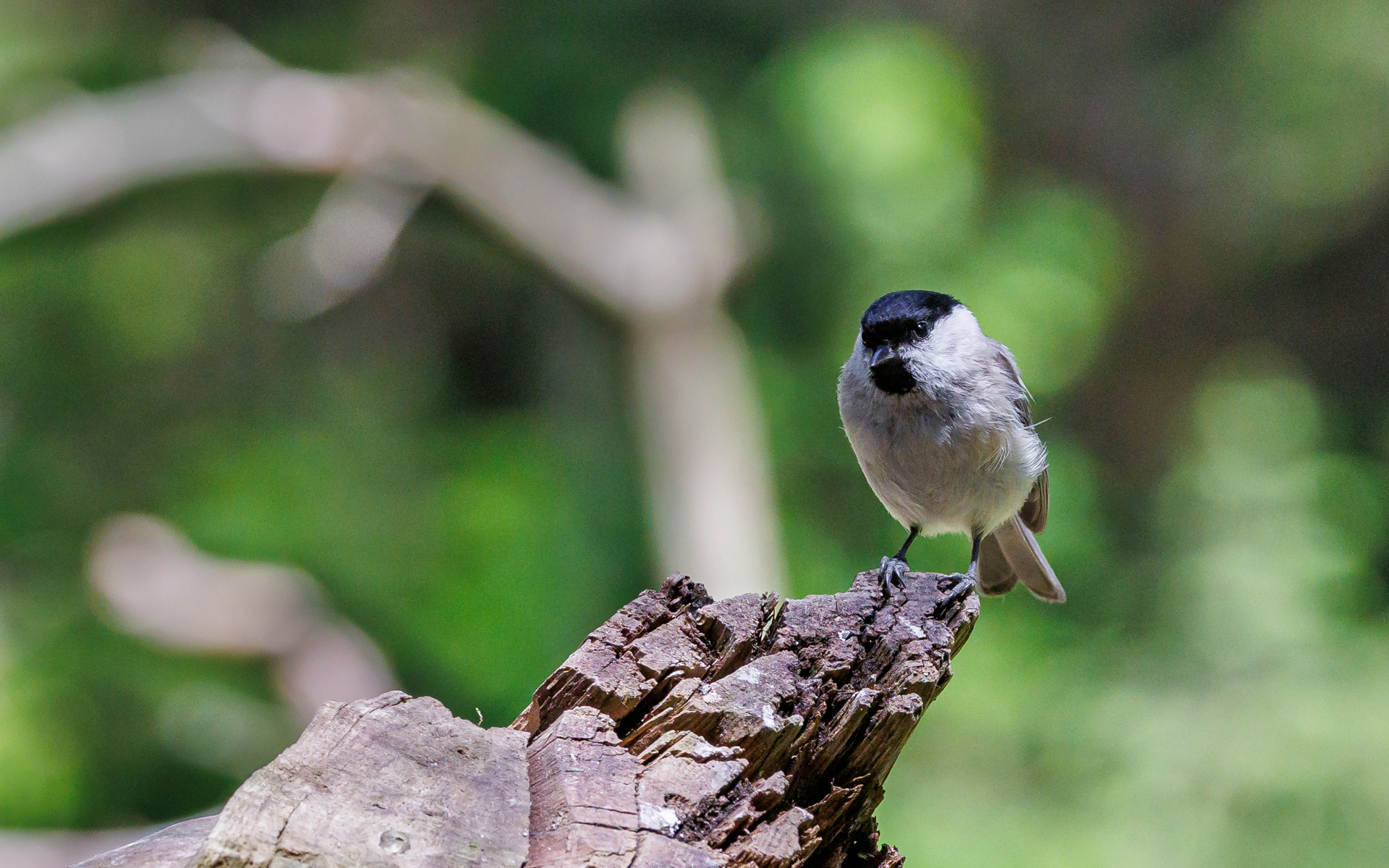 Fra Fugleværnsfondens eventyrlige fotoskjul. Sumpmejse
