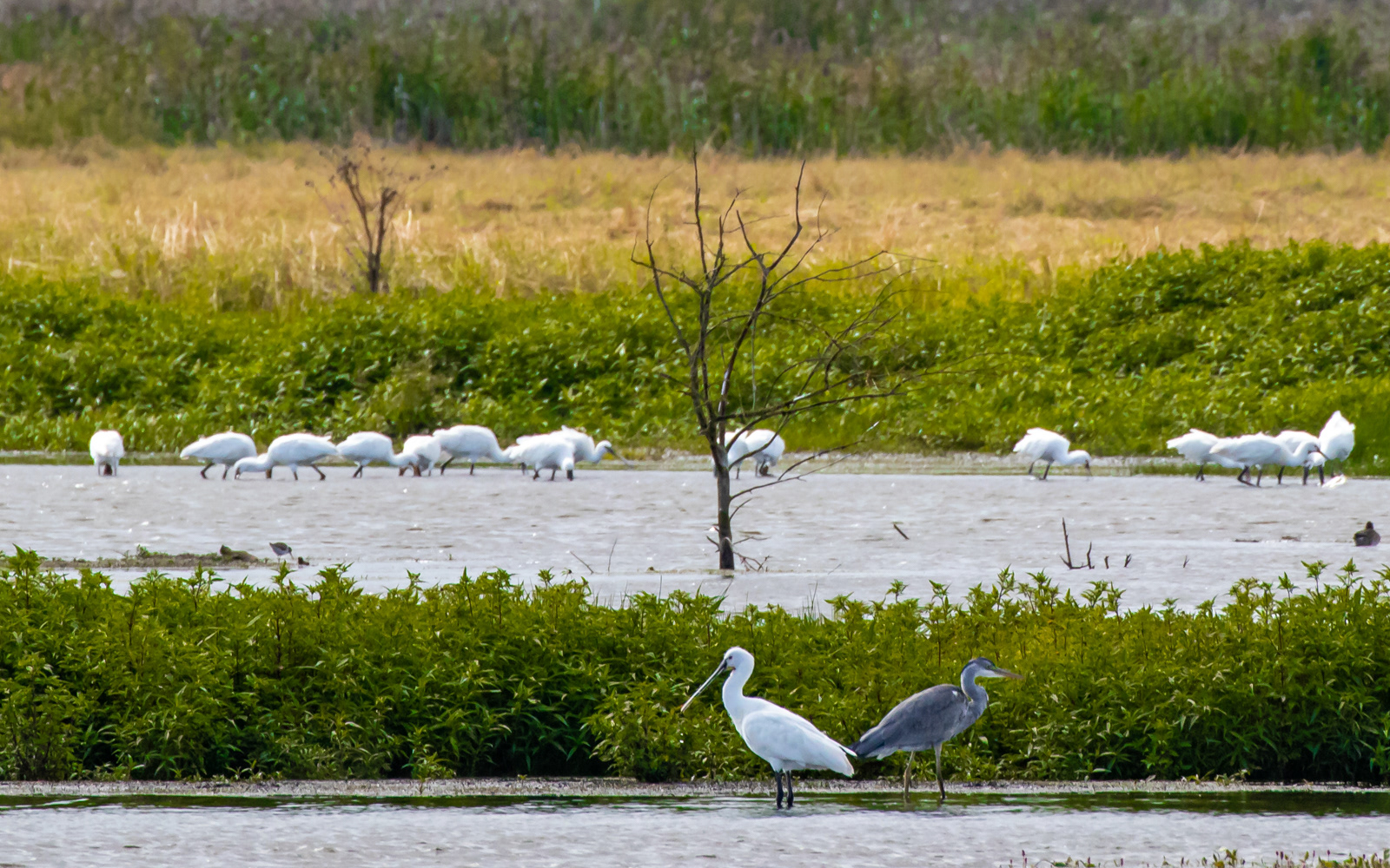 Skestorke og fiskehejre i Birkesø. Lile Vildmose