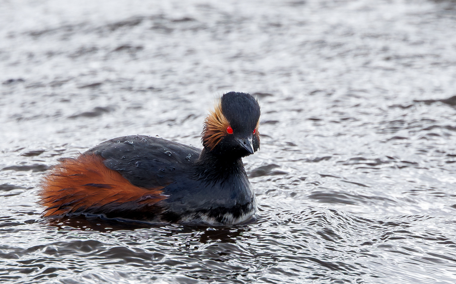 Sorthalset lappedykker i Lille Vildmose. 14. april